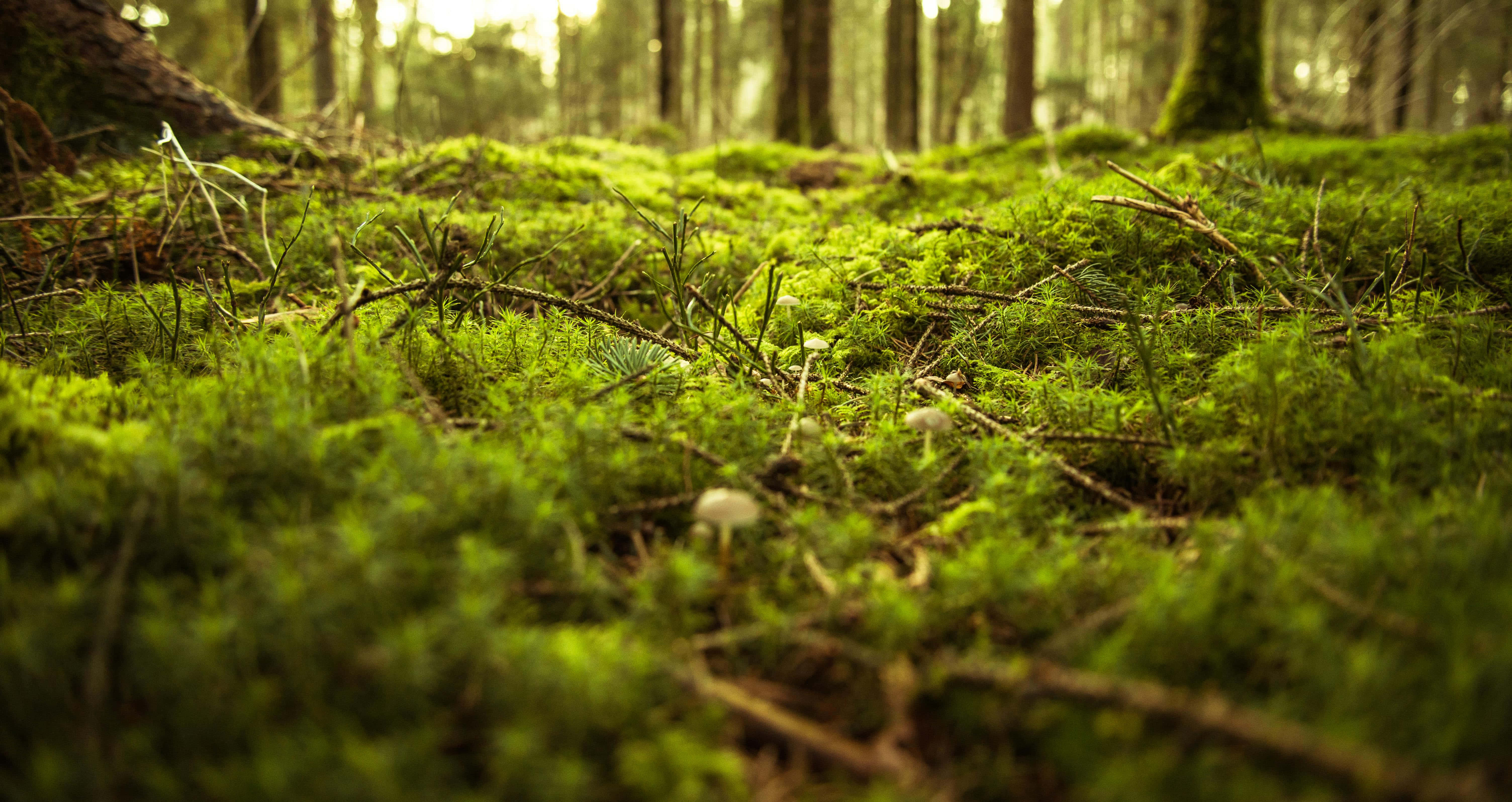 enchanted forest floor, vibrant green moss, scattered twigs, 5K Desktop Wallpaper