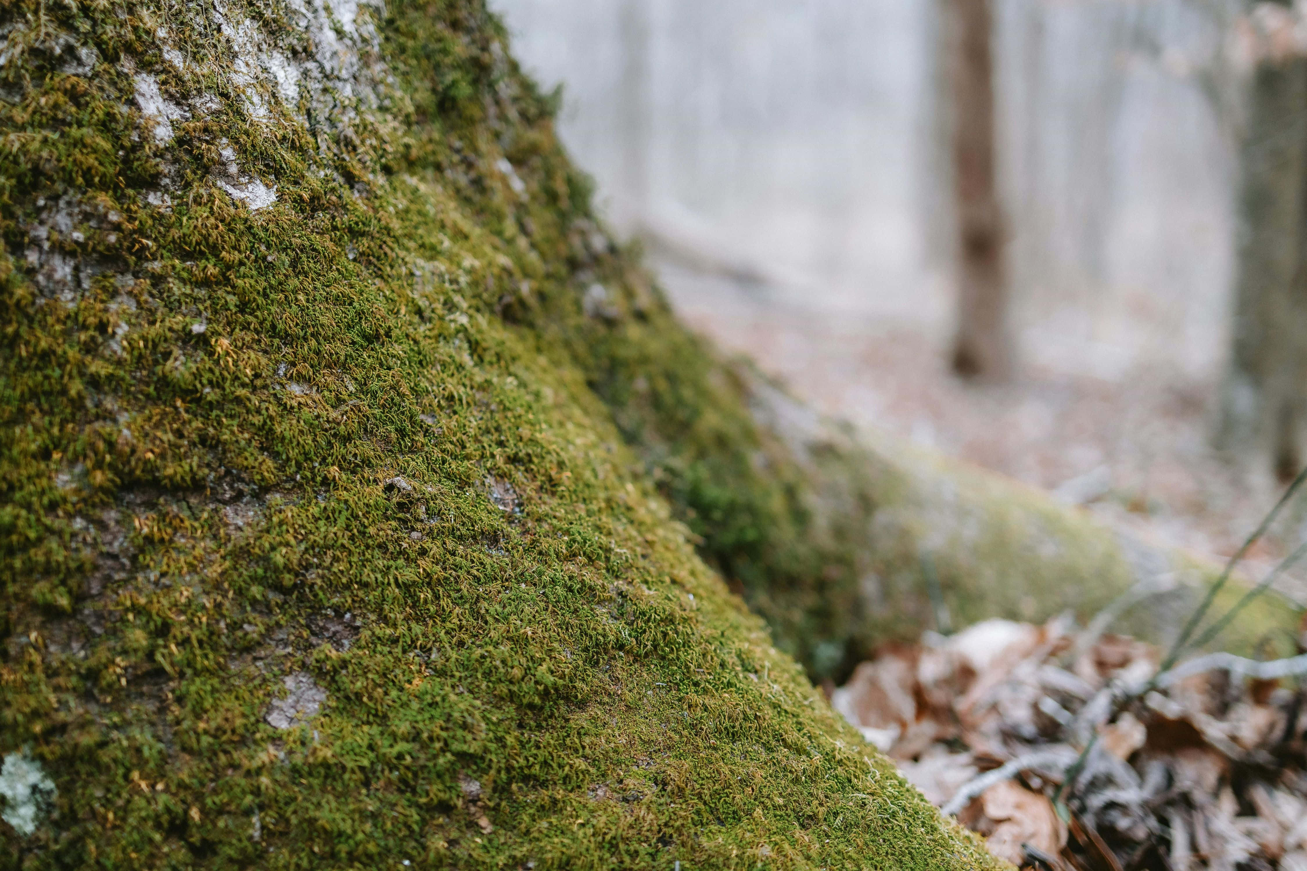 mossy tree base, forest green aesthetic, vibrant green moss, 4K Desktop Wallpaper