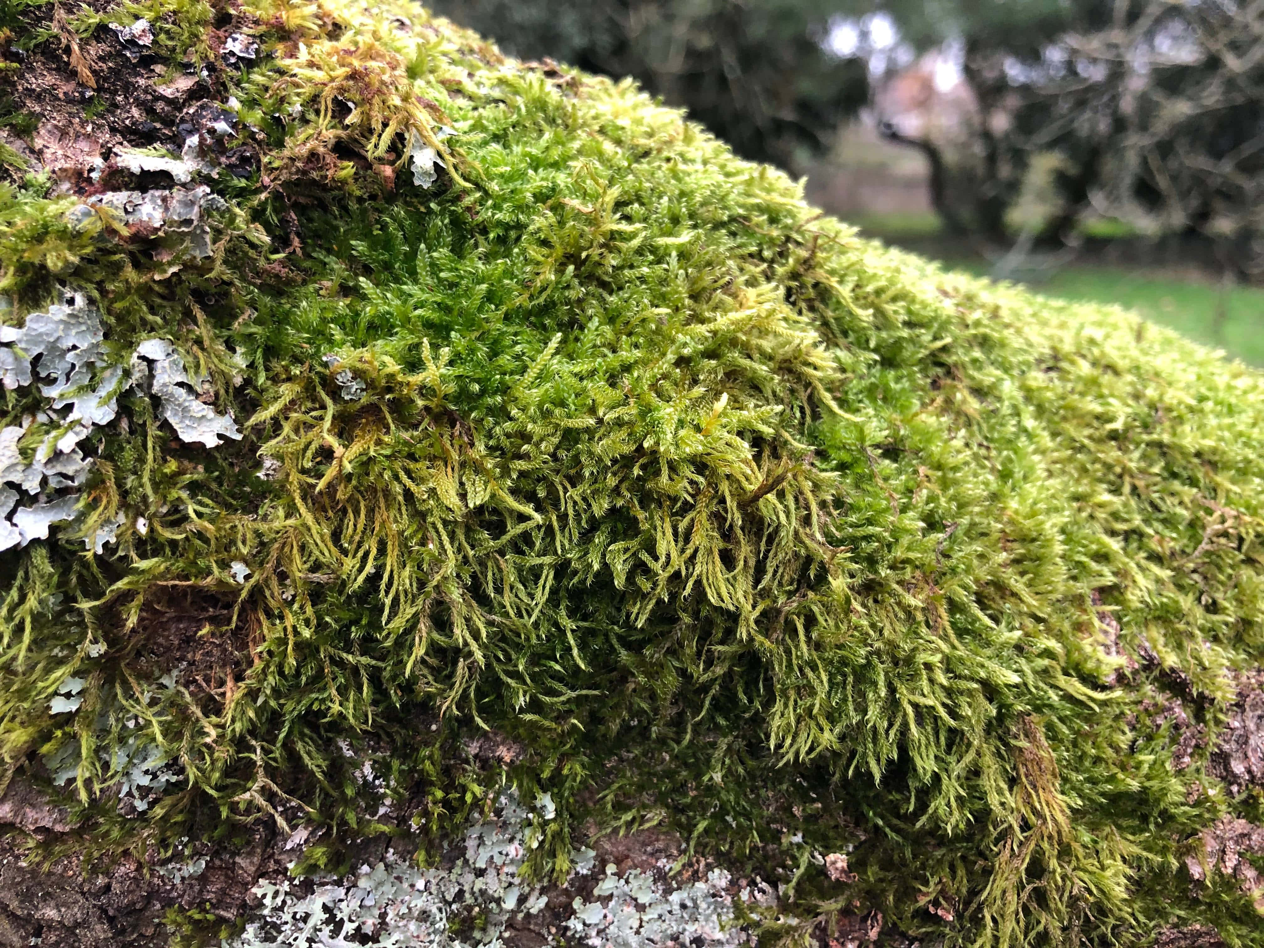 Green Moss, 4032 x 3024, forest landscape, 4K Desktop Wallpaper