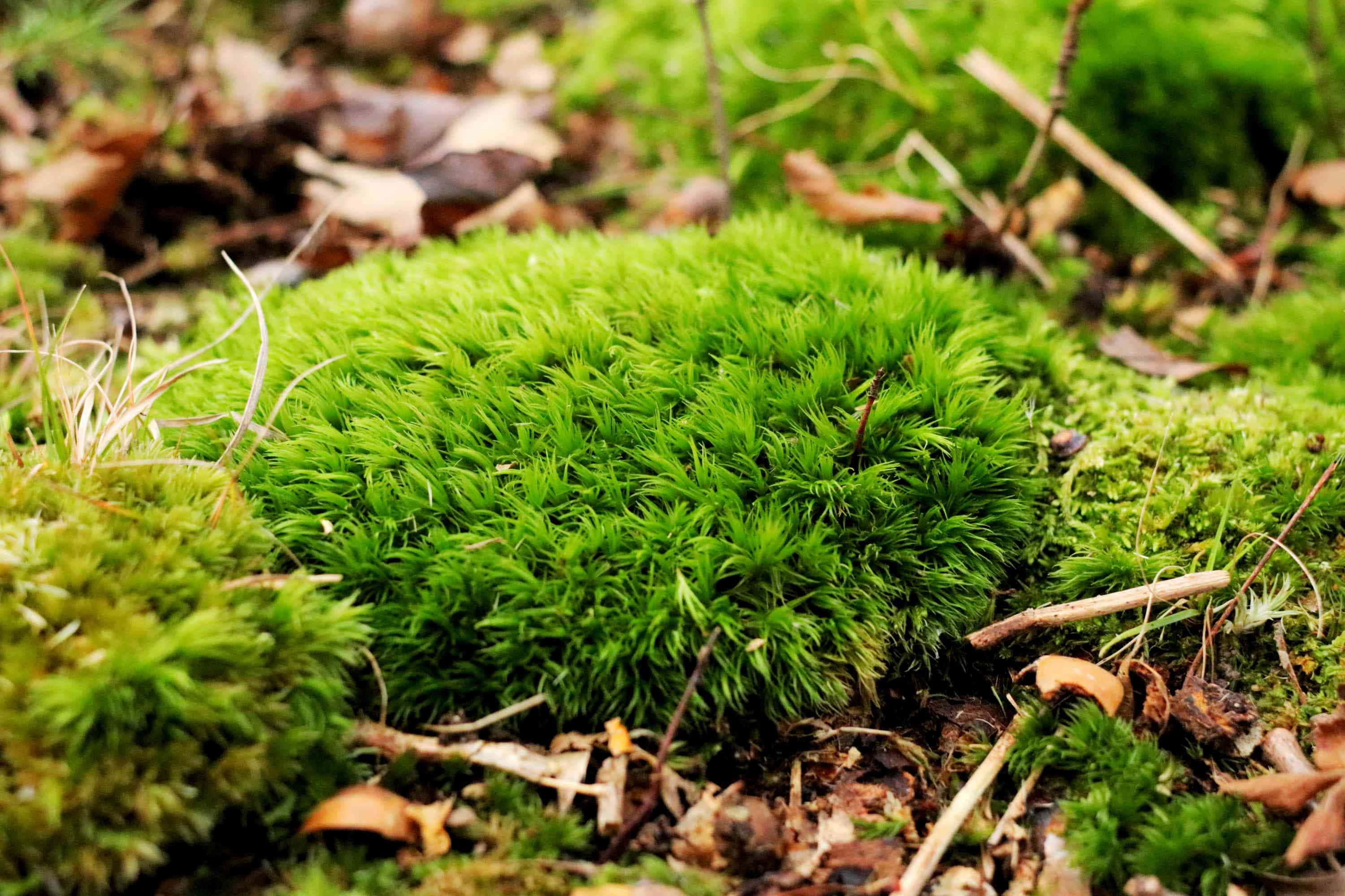 Green Moss 3000, 2000 wallpaper, forest floor, 2K Desktop Wallpaper