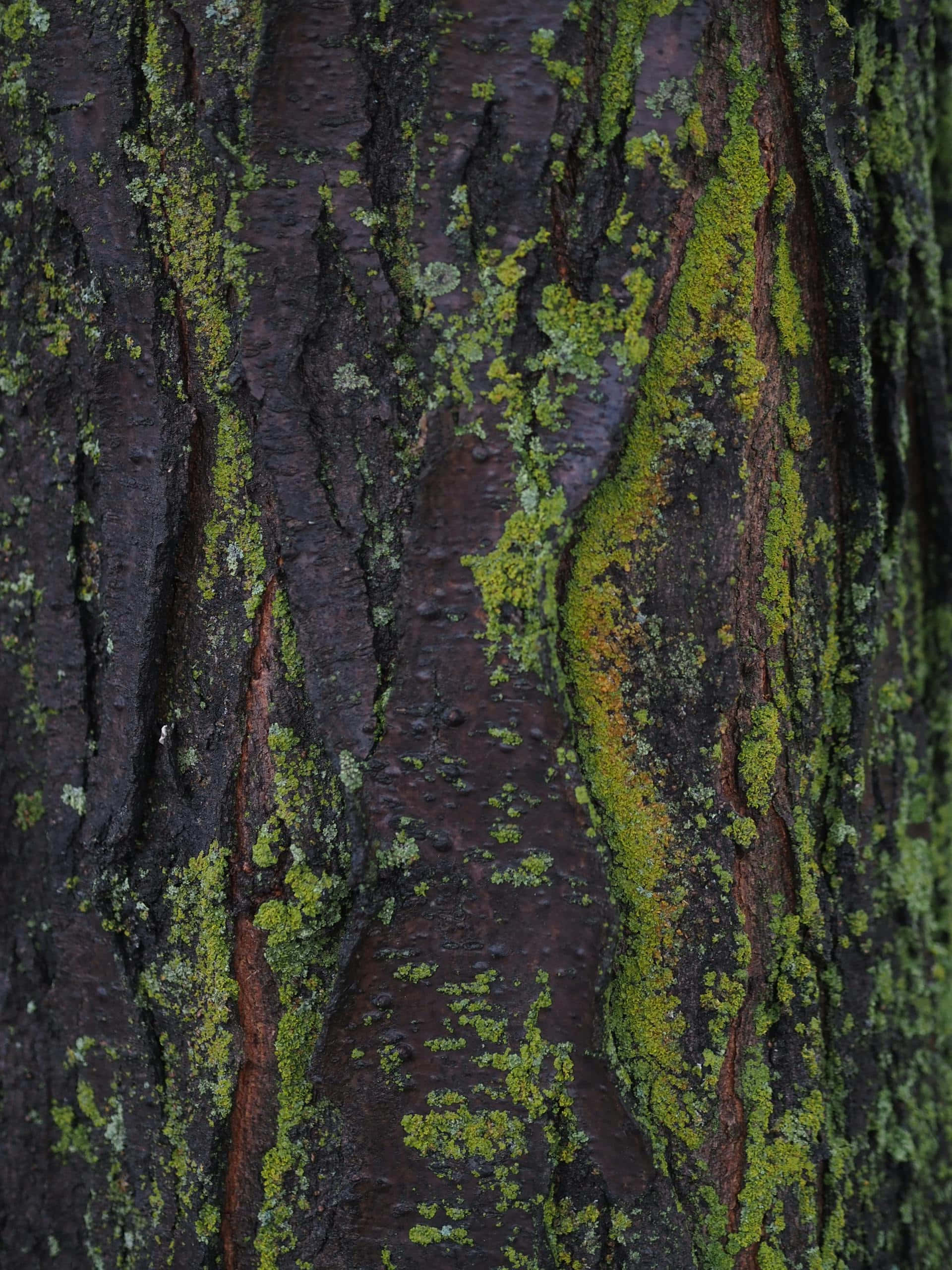 mossy bark texture, vibrant green moss, lichen, 2K Phone Wallpaper
