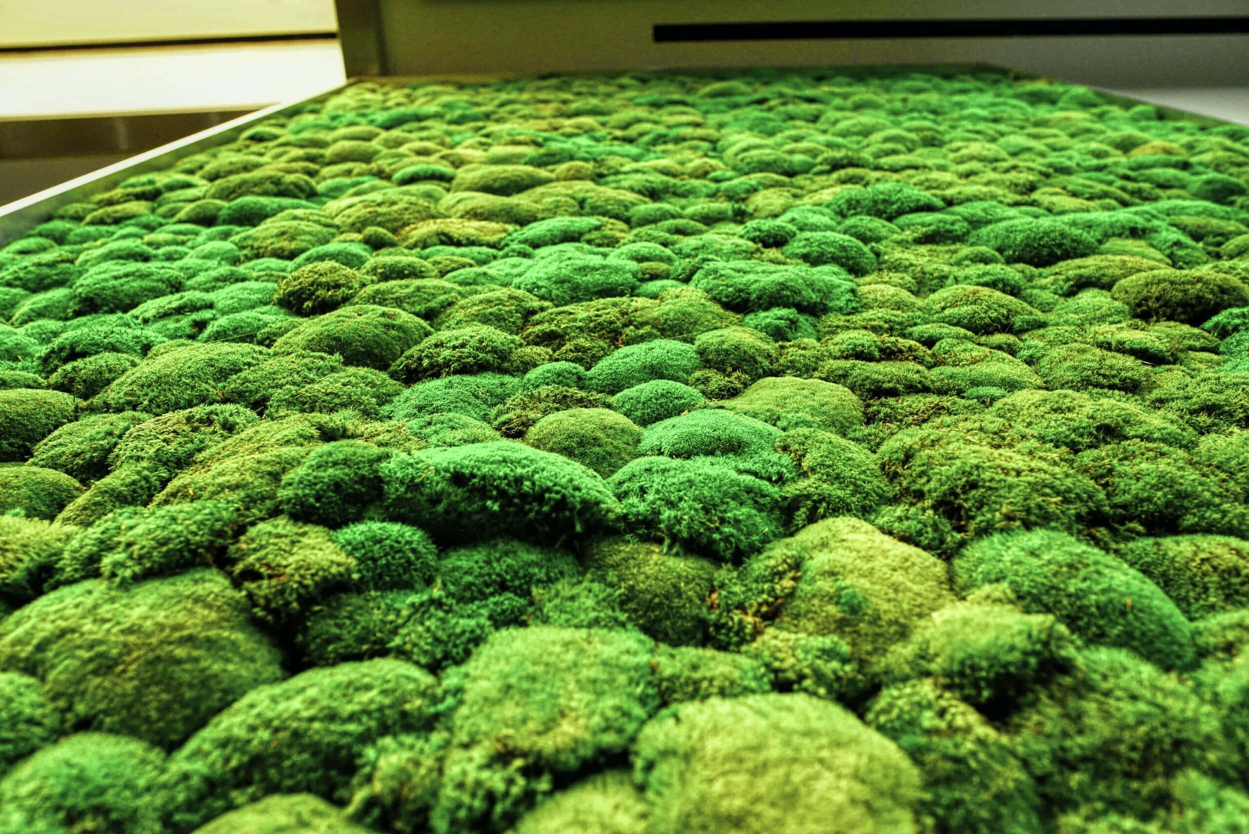 Green Moss, 2500 x 1670, vibrant green moss, Full HD Desktop Wallpaper
