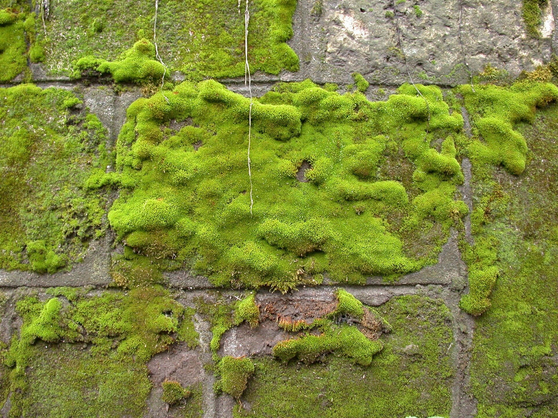 Green Moss, 1920 x 1440, vibrant green moss, Full HD Desktop Wallpaper