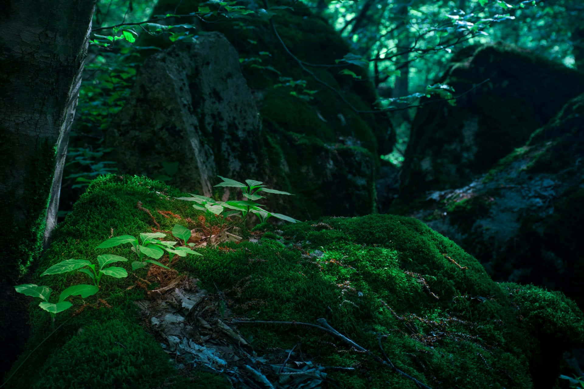 enchanted forest, mossy glade, vibrant green moss, Full HD Desktop Wallpaper