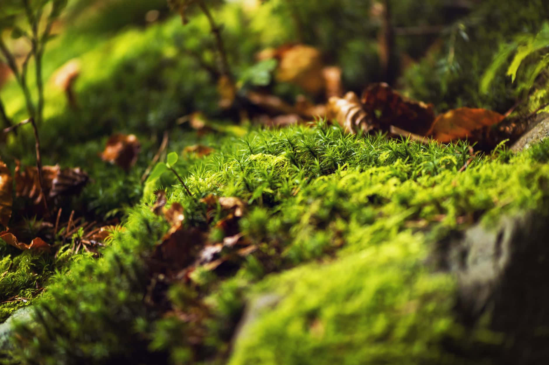 Green Moss, forest floor, dappled sunlight, HD Desktop Wallpaper