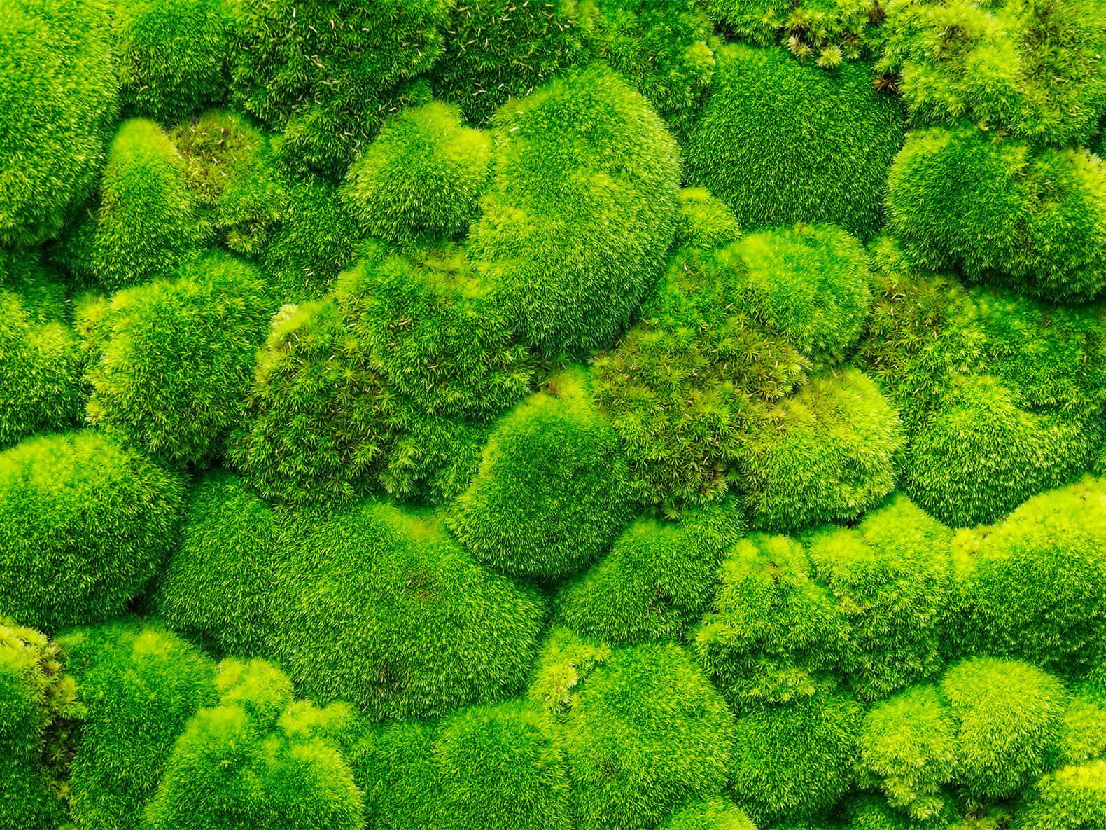 Green Moss, vibrant green, rounded clumps, HD Desktop Wallpaper