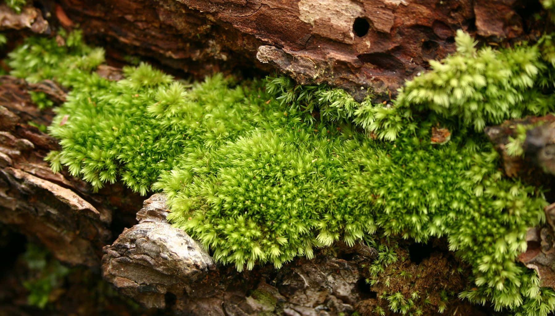 Green Moss, vibrant green moss, weathered brown bark, HD Desktop Wallpaper