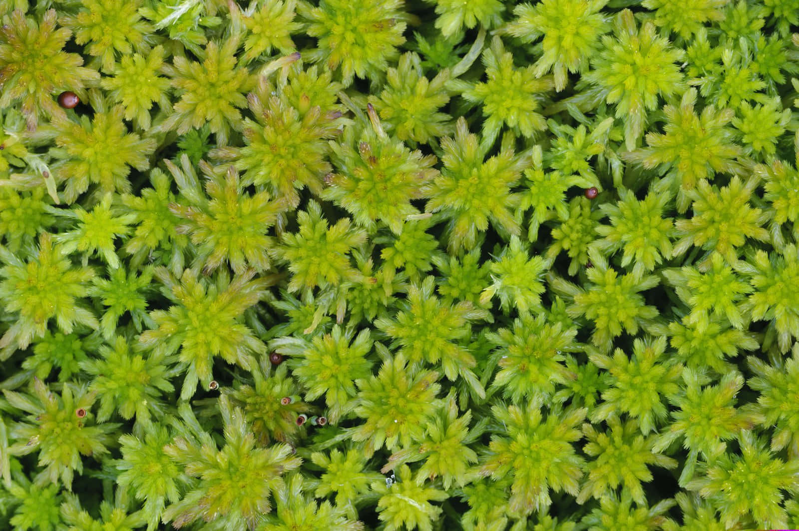 Green Moss, vibrant green moss, starburst-like clusters, HD Desktop Wallpaper