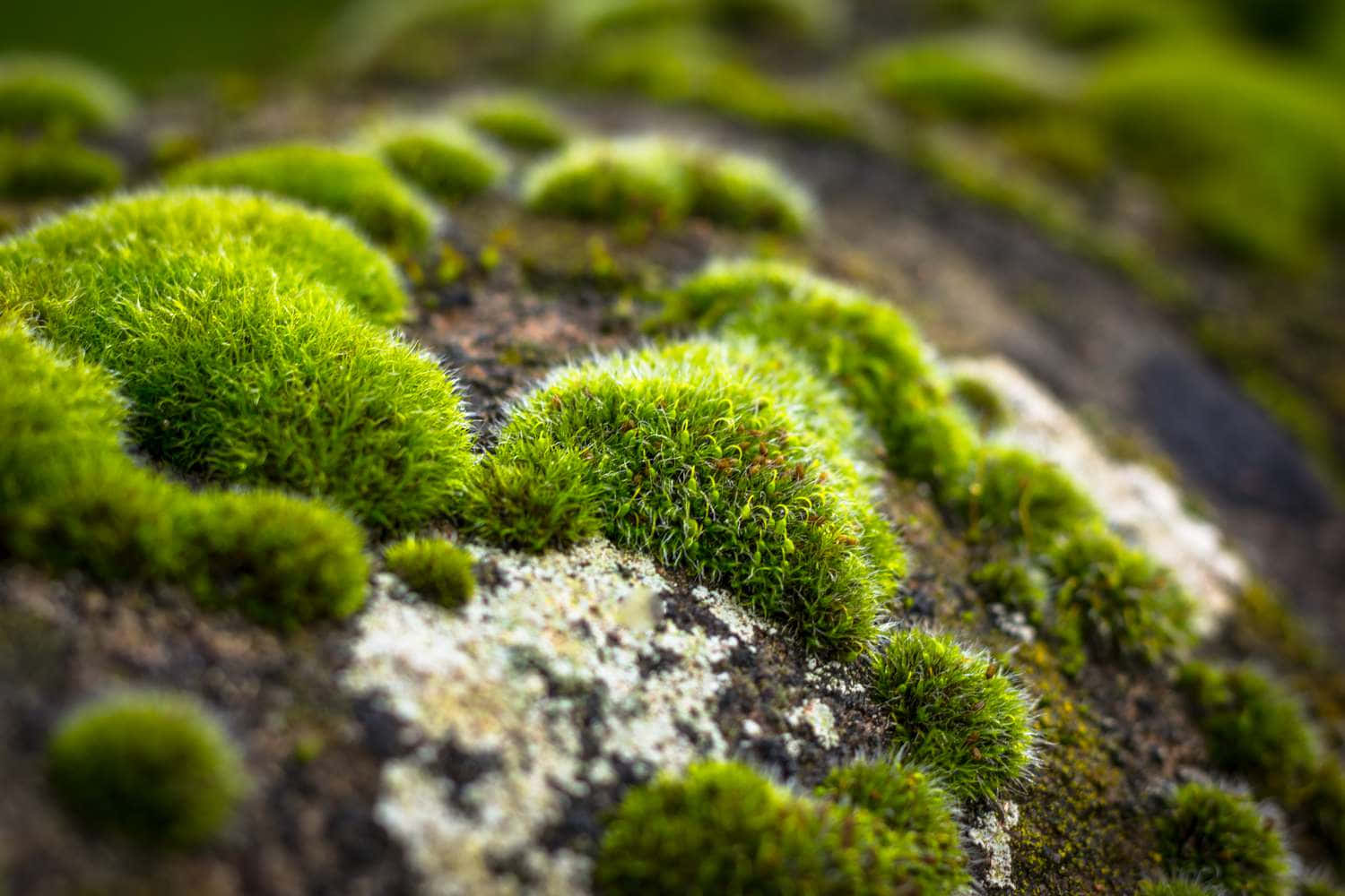 Green Moss, forest floor, vibrant green moss, HD Desktop Wallpaper