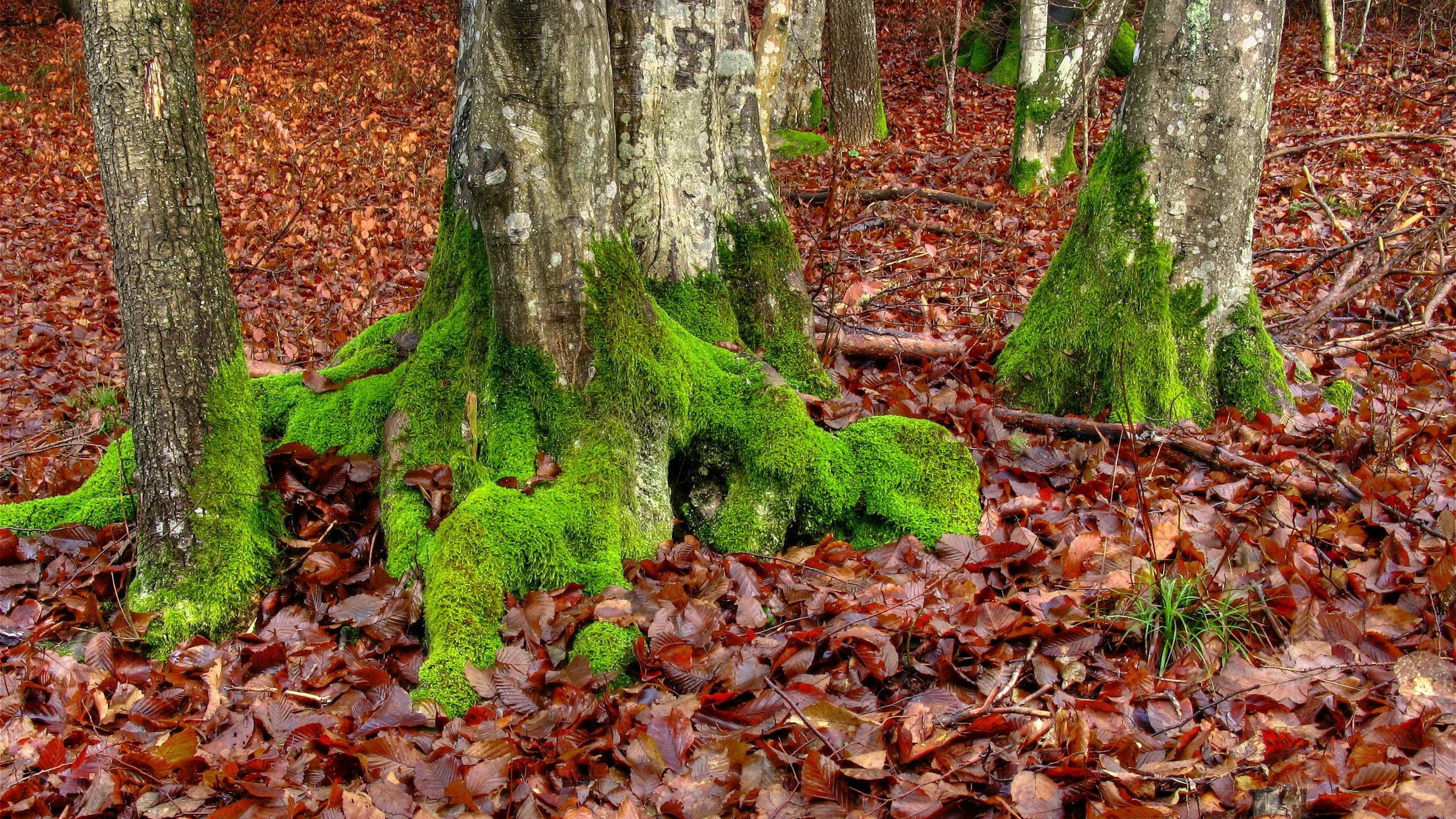 October Tree Root Moss, vibrant green moss, tree roots, 2K Desktop Wallpaper