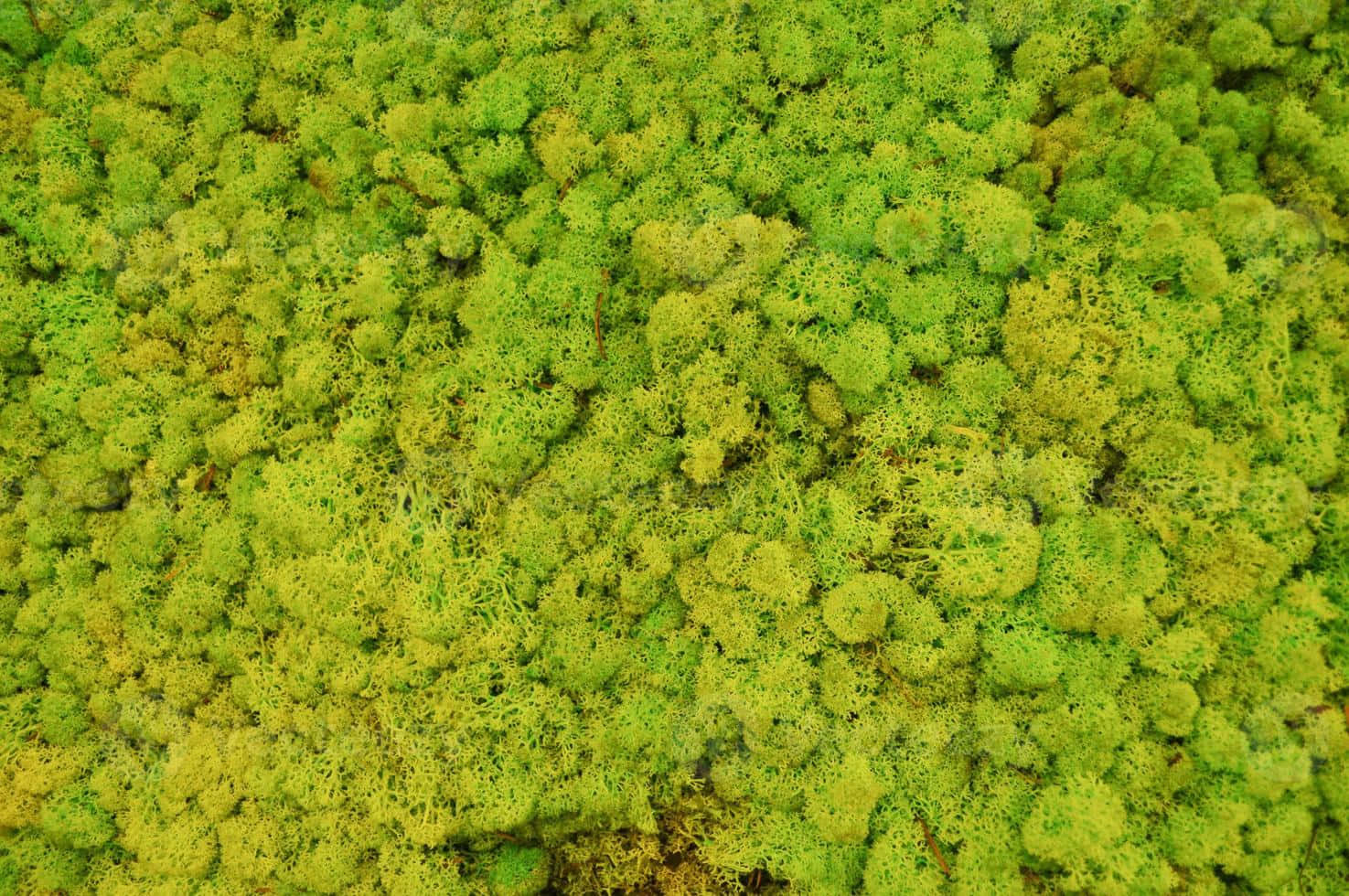 Green Moss, vibrant green, subtle yellow highlights, HD Desktop Wallpaper