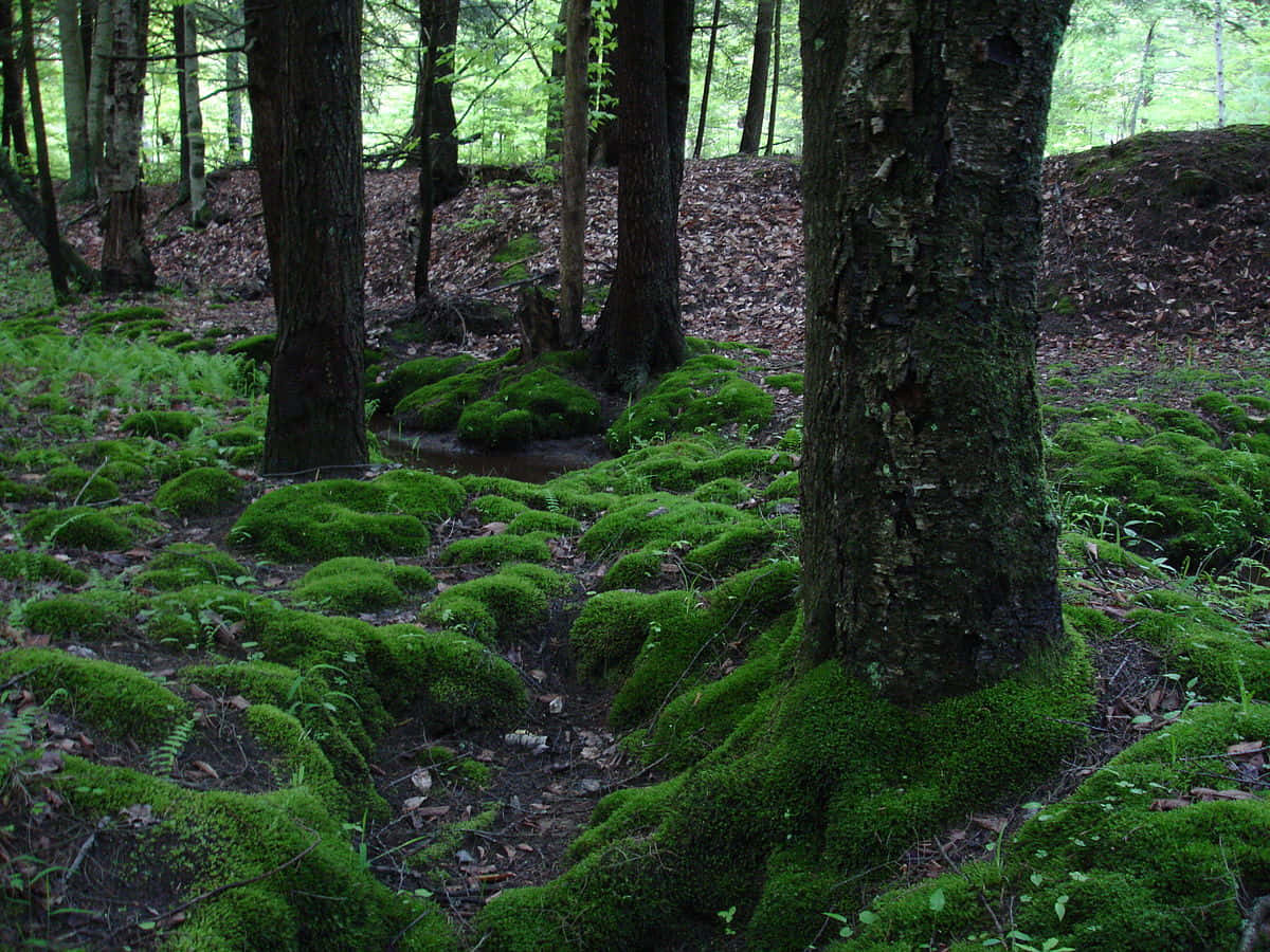 Green Moss, forest floor, vibrant green moss, SD Desktop Wallpaper