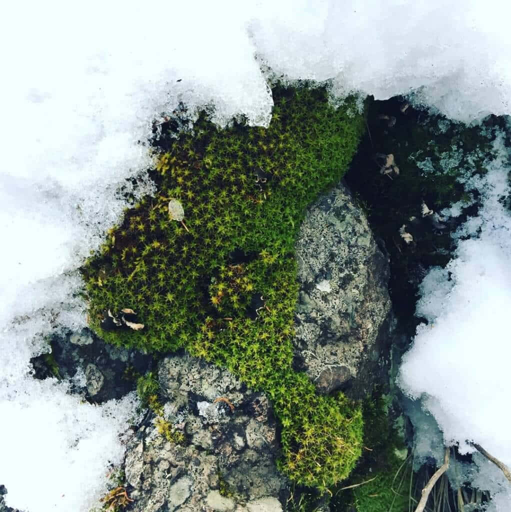 Green Moss, 1022 x 1024, forest floor, SD Phone Wallpaper