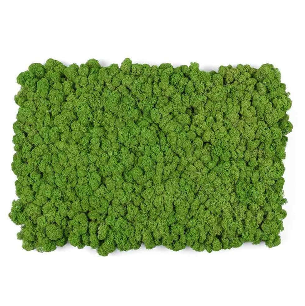 Green Moss, vibrant green moss, rock surface, SD Phone Wallpaper