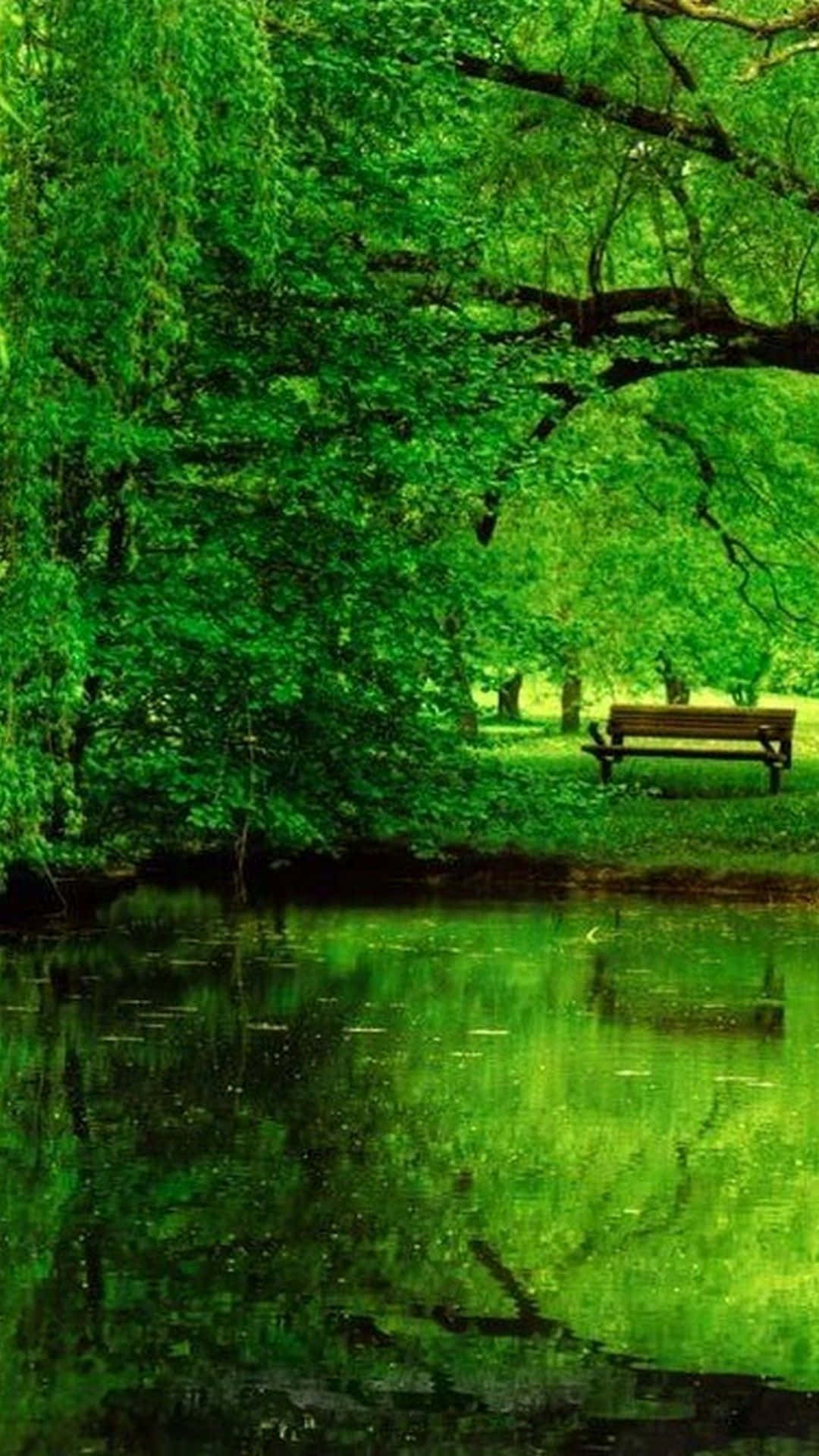 green nature, iPhone, wooden bench, Full HD Phone Wallpaper