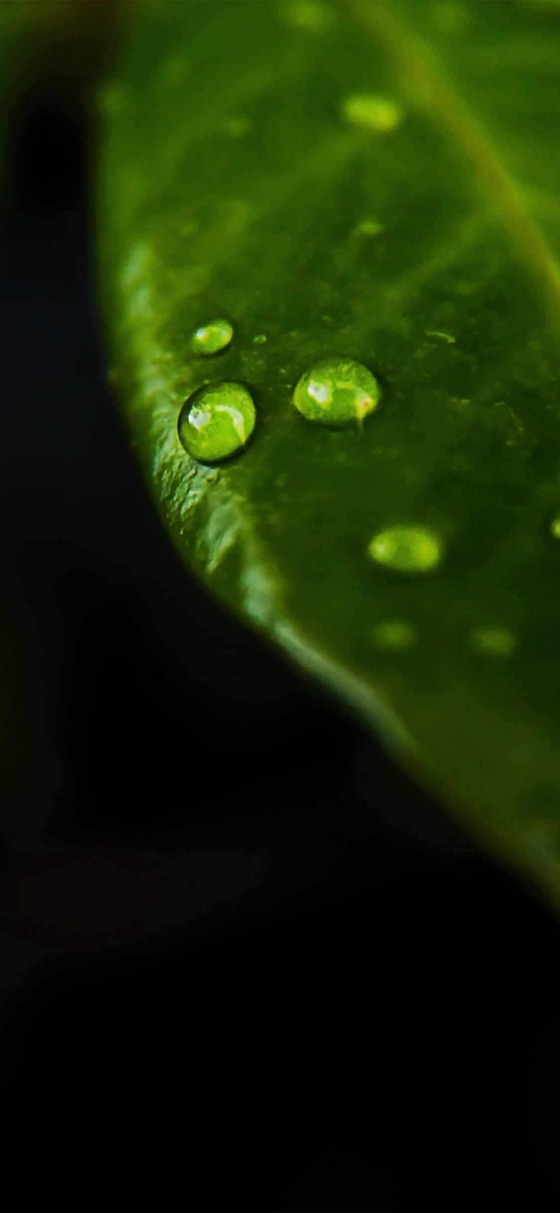 Green Nature iPhone, vibrant green leaf, glistening water droplets, Full HD Phone Wallpaper