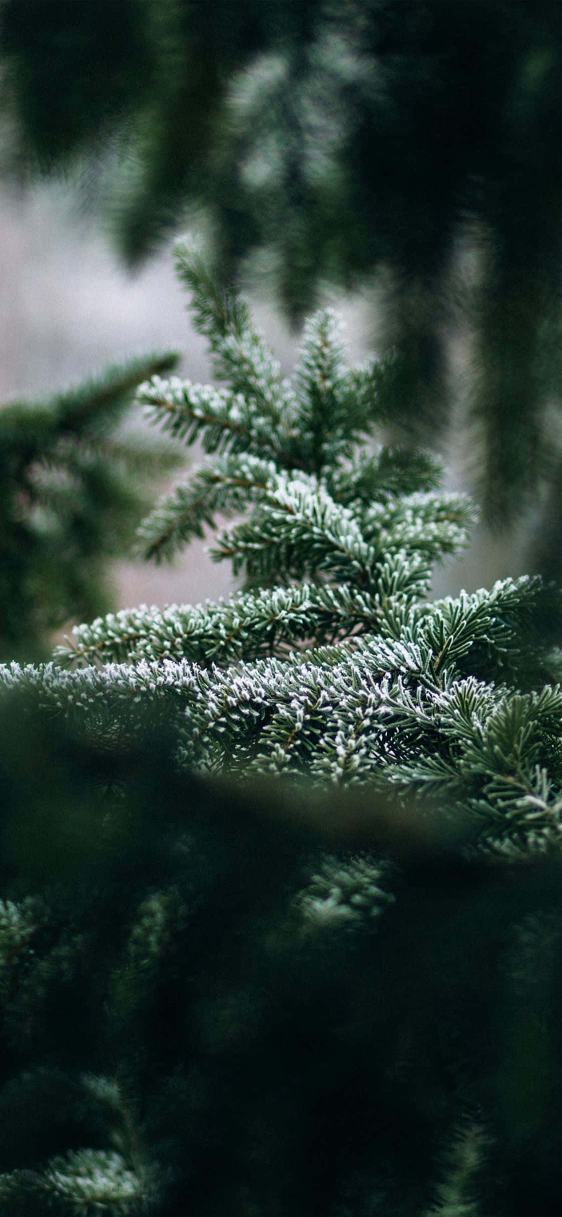 green nature iPhone, frost-dusted evergreen pine needles, cool winter light, Full HD Phone Wallpaper