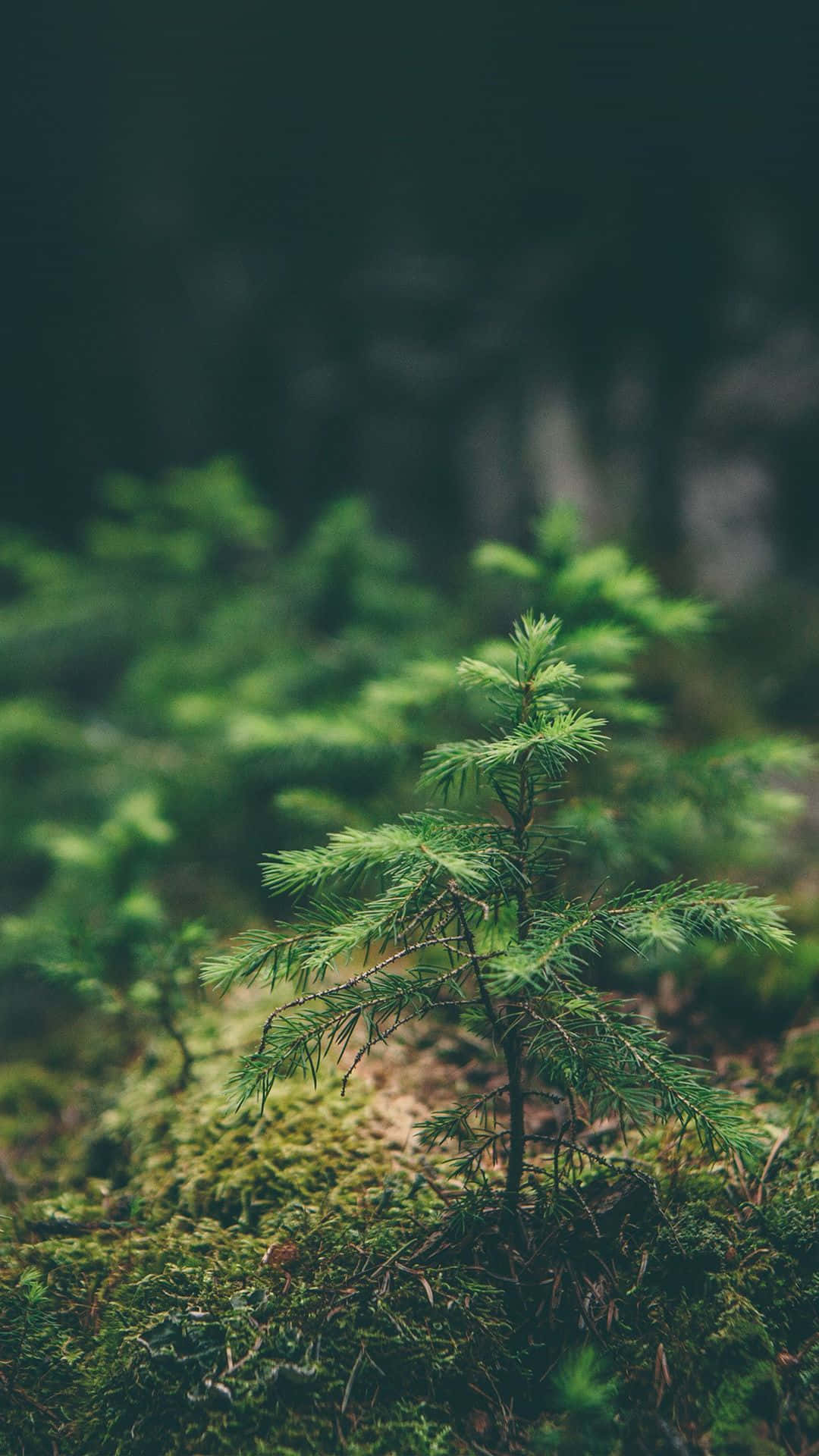 green nature iPhone, pine sapling, lush moss, Full HD Phone Wallpaper