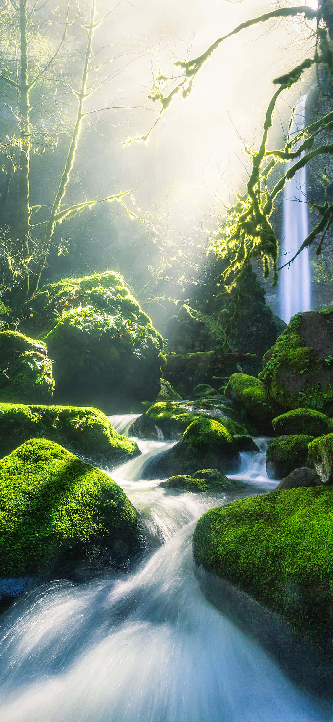 Green Nature iPhone, sunlight beams, bare trees, Full HD Phone Wallpaper