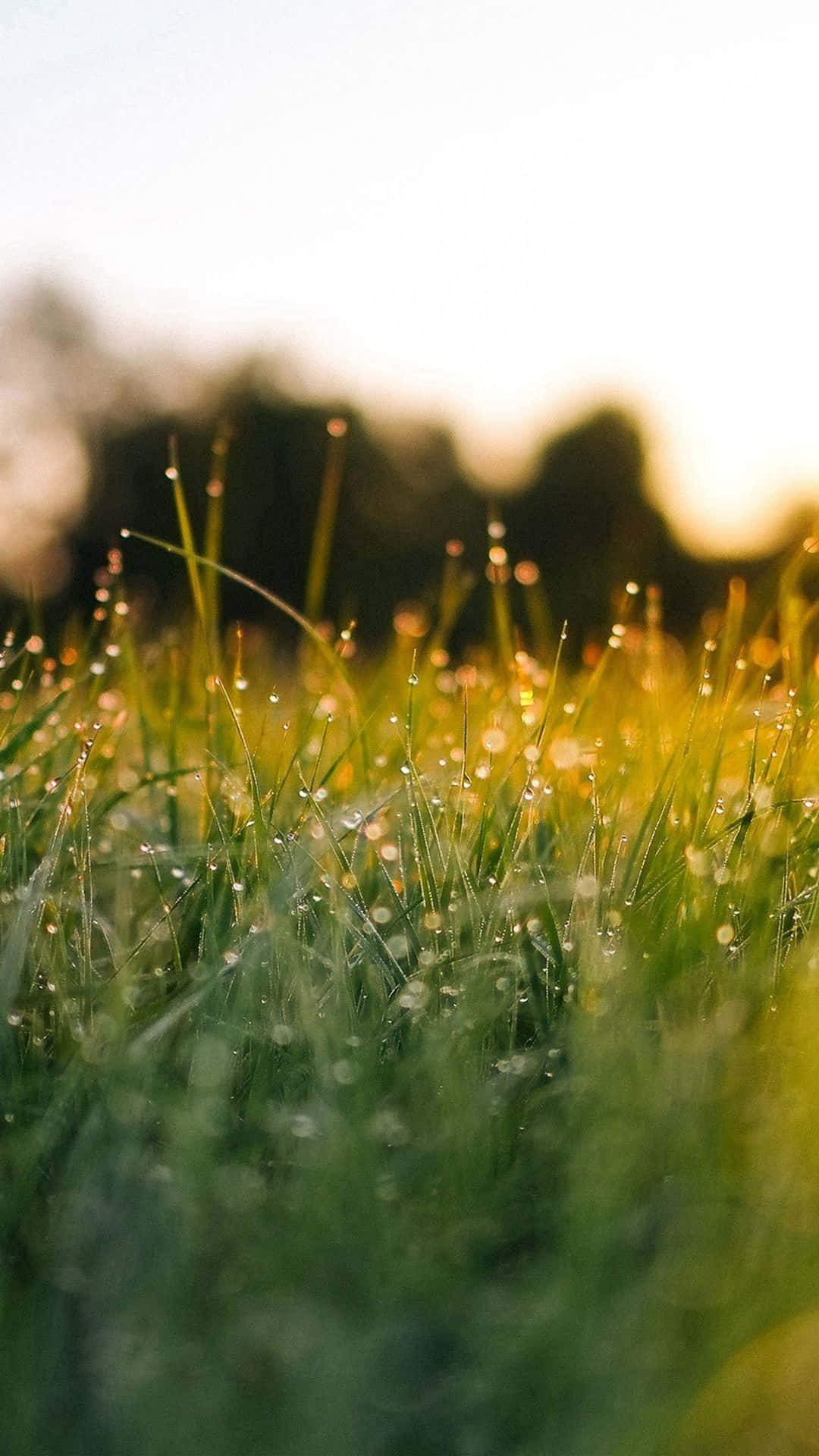 Green Nature iPhone, sunlight, dew-covered grass blades, Full HD Phone Wallpaper