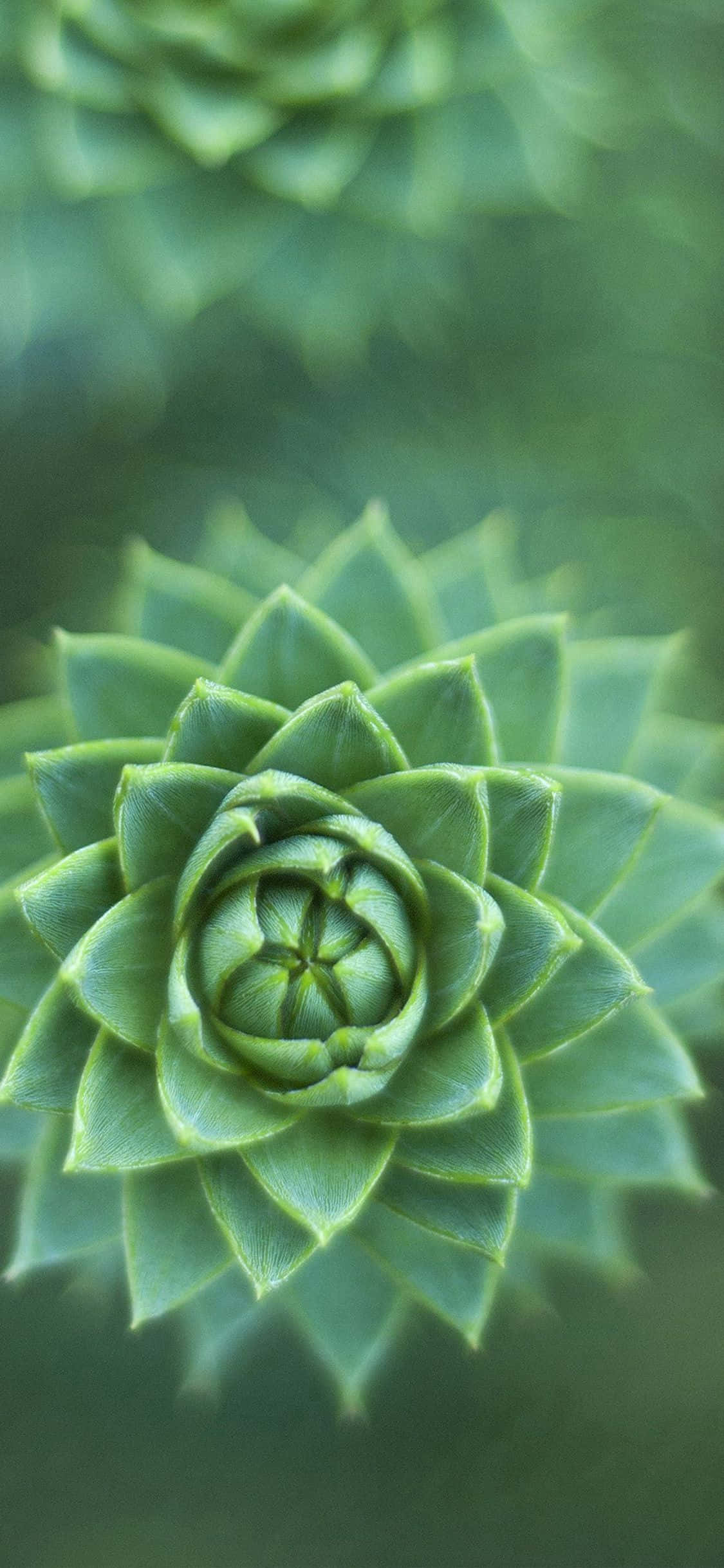 Green Succulent Plant, spiraling green succulent, layered leaves, Full HD Phone Wallpaper