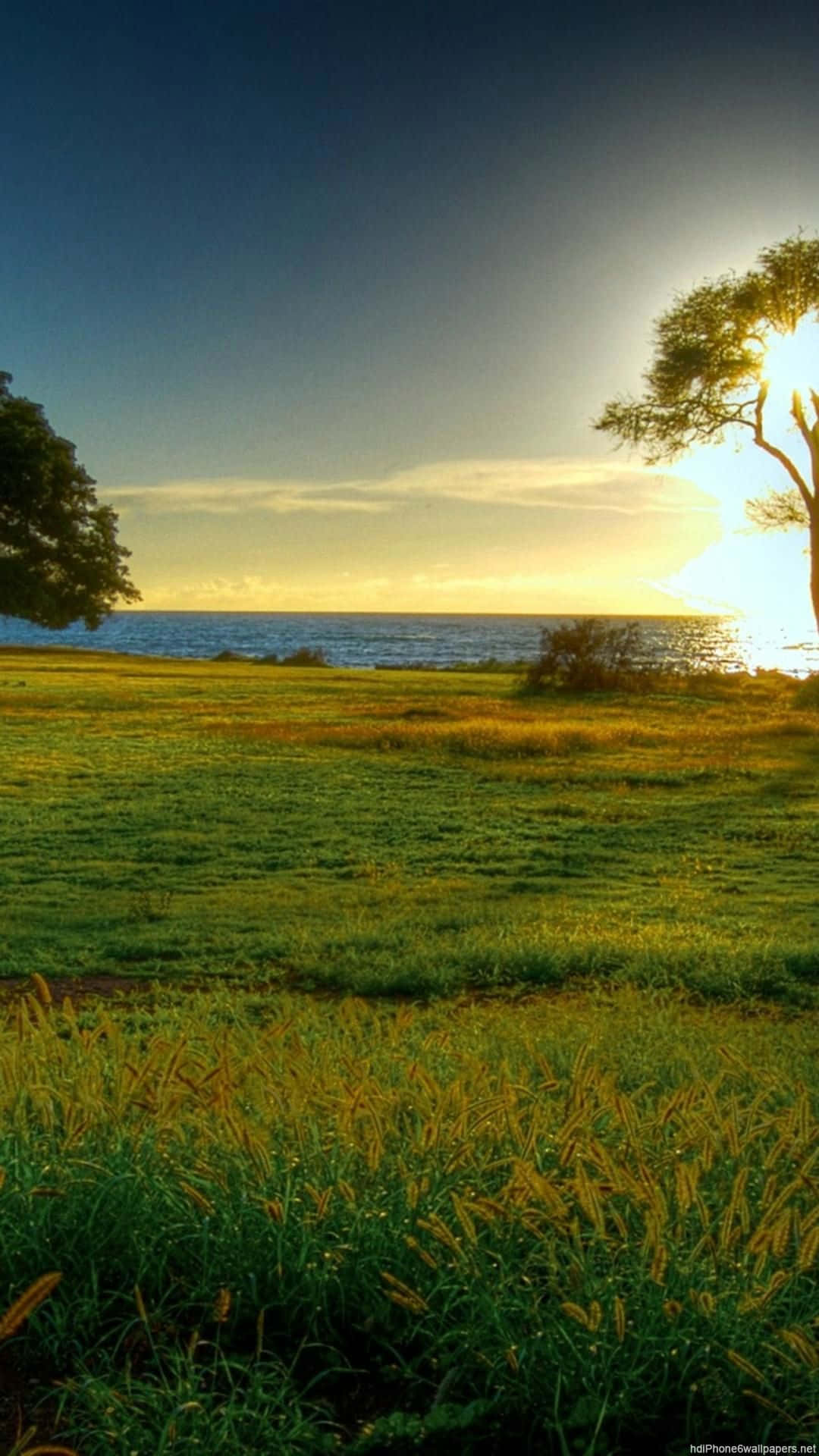 Green Nature iPhone, Sunset, grassy field, Full HD Phone Wallpaper