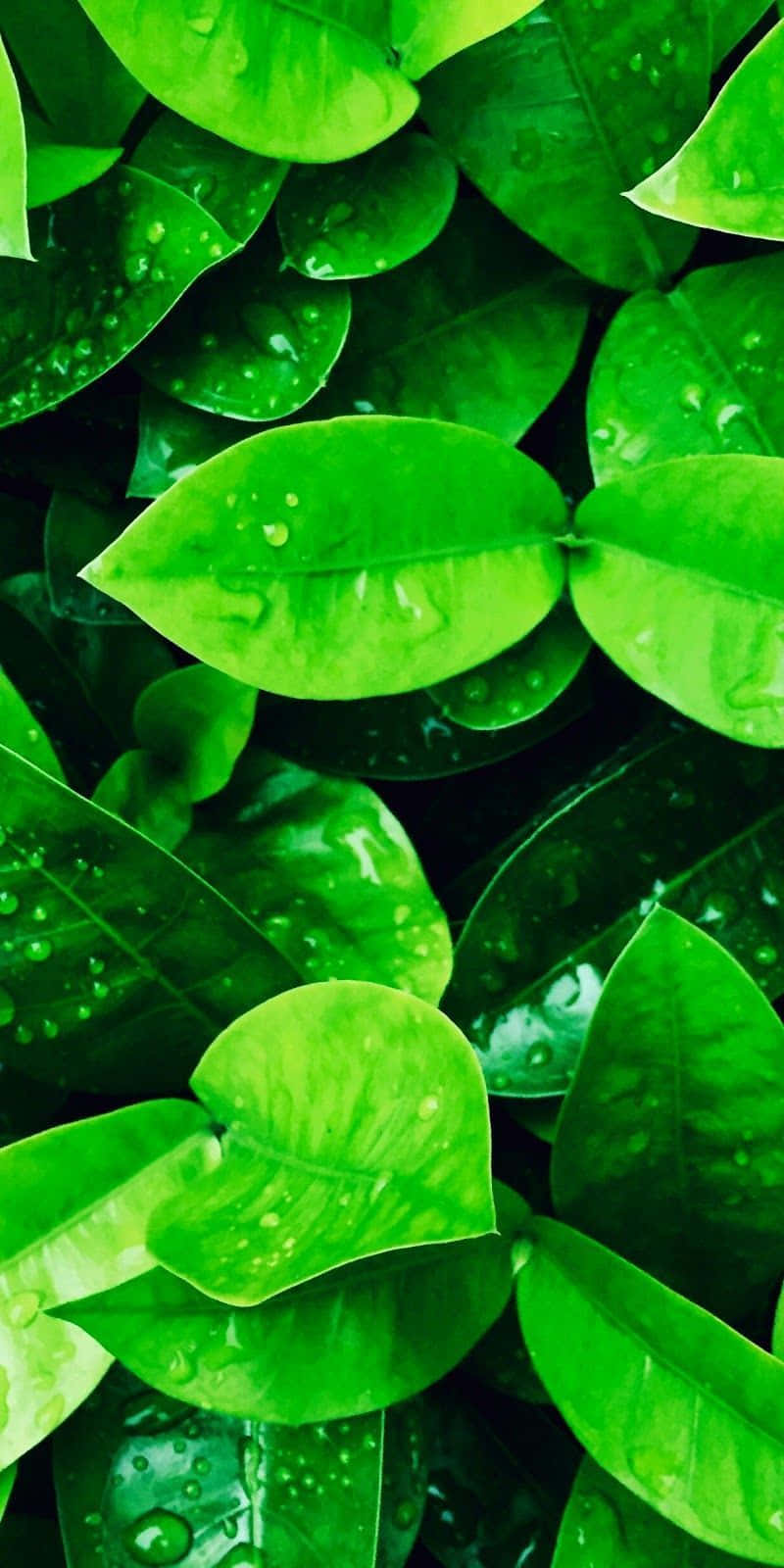 Green Nature iPhone, vibrant green leaves, dewdrops, HD Phone Wallpaper