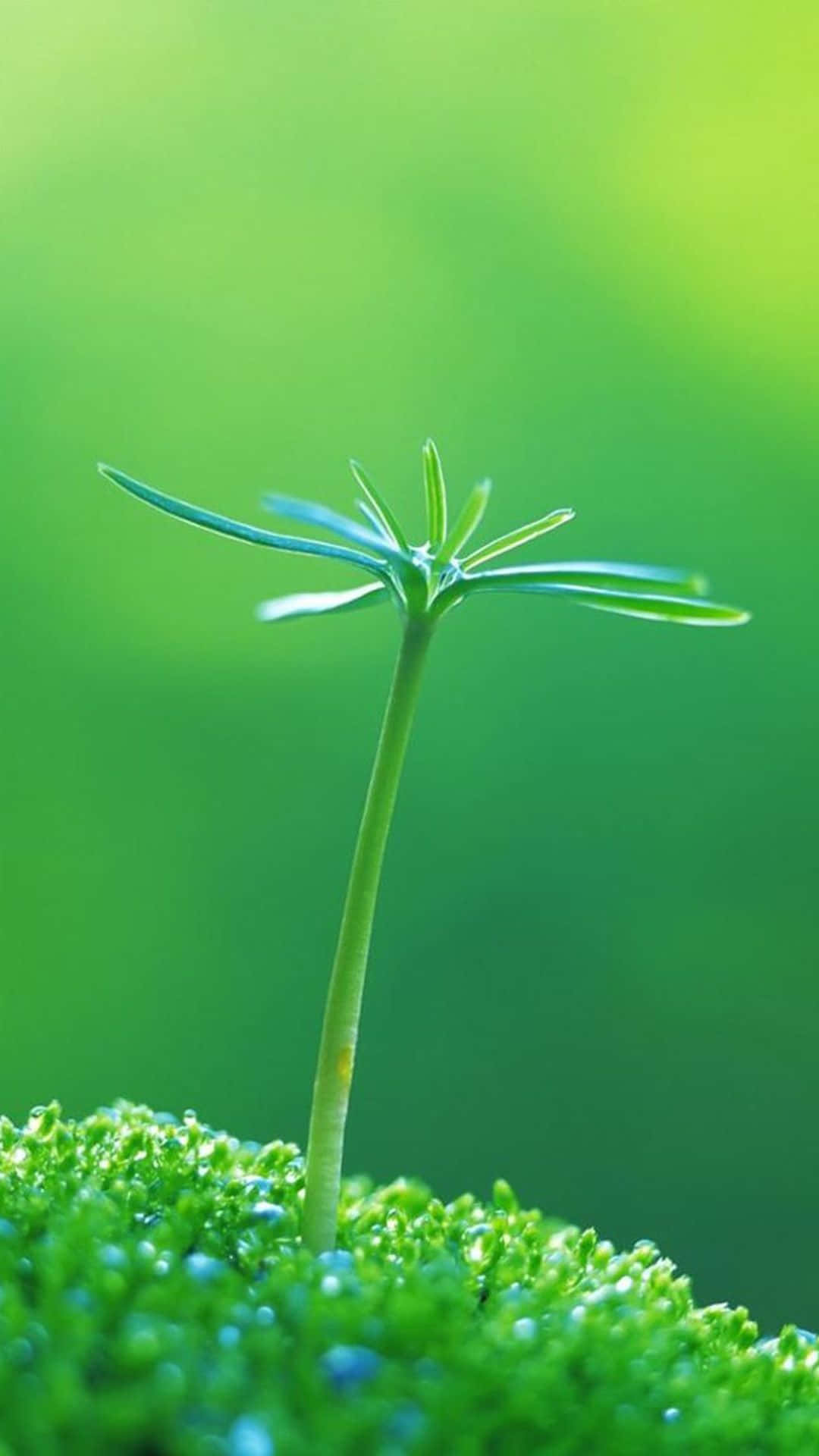 Green Grass Plant Nature iPhone, green sprout, vibrant moss, Full HD Phone Wallpaper