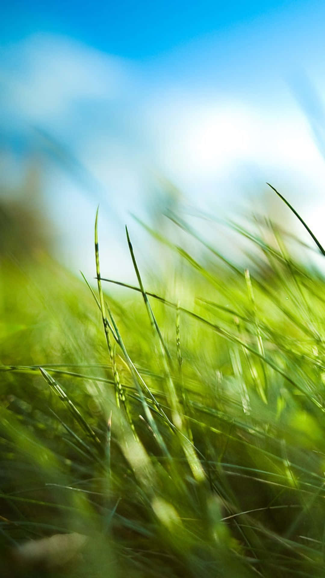 Green Nature iPhone, vibrant green grass, bright sunlight, Full HD Phone Wallpaper