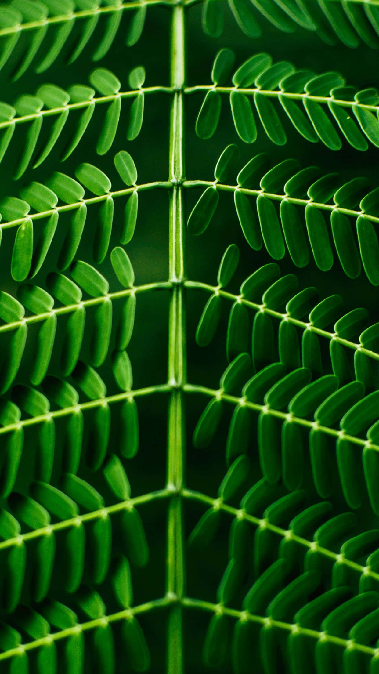 Green Leaf Pattern Nature iPhone, vibrant green fern fronds, symmetrical leaf patterns, Full HD Phone Wallpaper