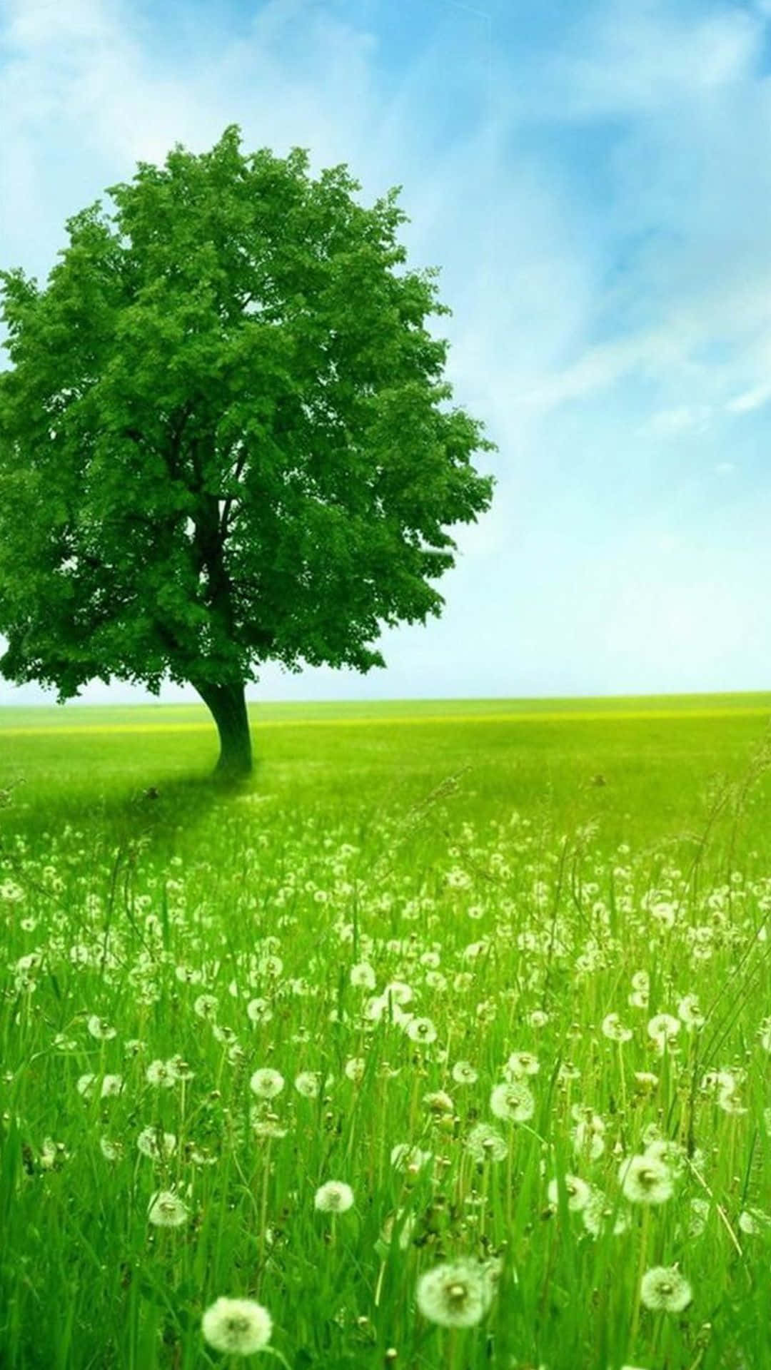 Green Nature iPhone, dandelions, vibrant green field, Full HD Phone Wallpaper