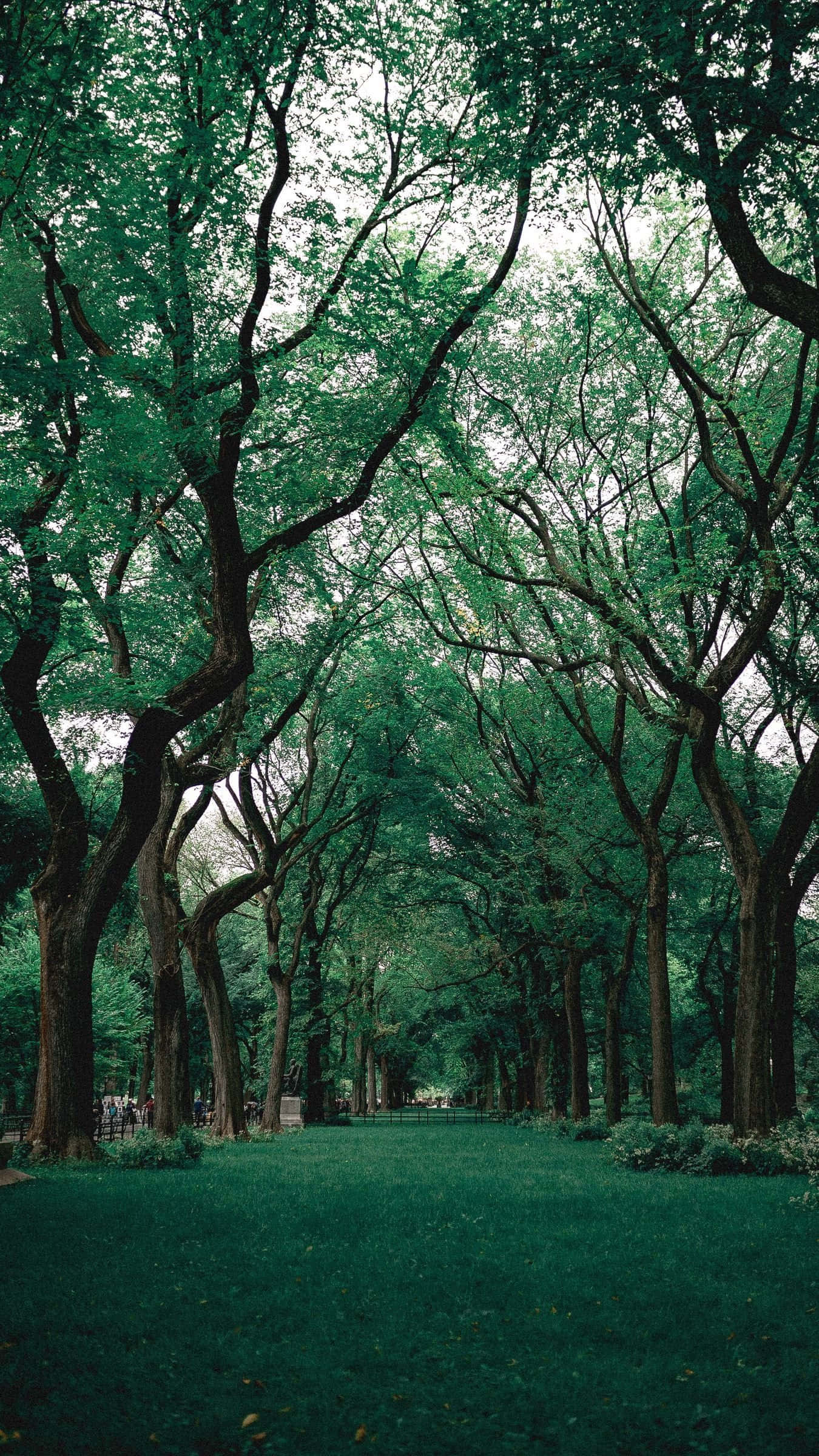 Green Nature iPhone, serene pathway, dense canopy, Full HD Phone Wallpaper