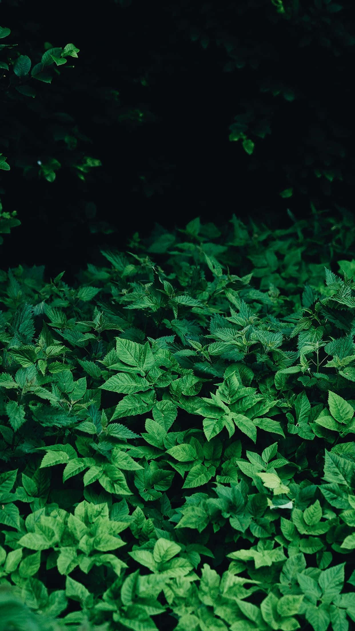 vibrant green, dense carpet of green leaves, soft light, Full HD Phone Wallpaper