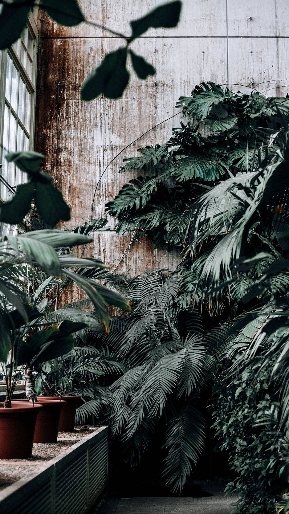 tropical plants, weathered concrete wall, window, HD Phone Wallpaper