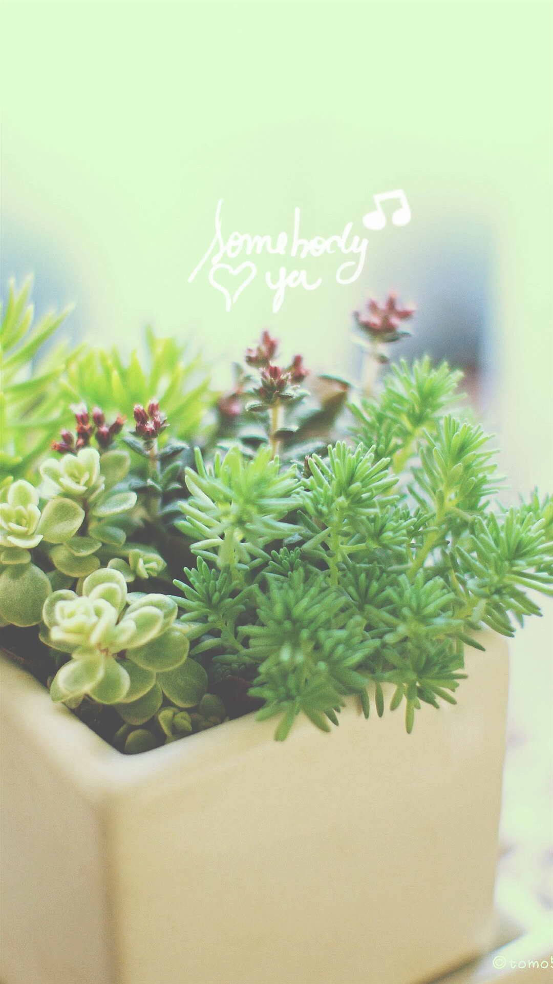 lush green succulents, beige pot, soft bokeh background, Full HD Phone Wallpaper