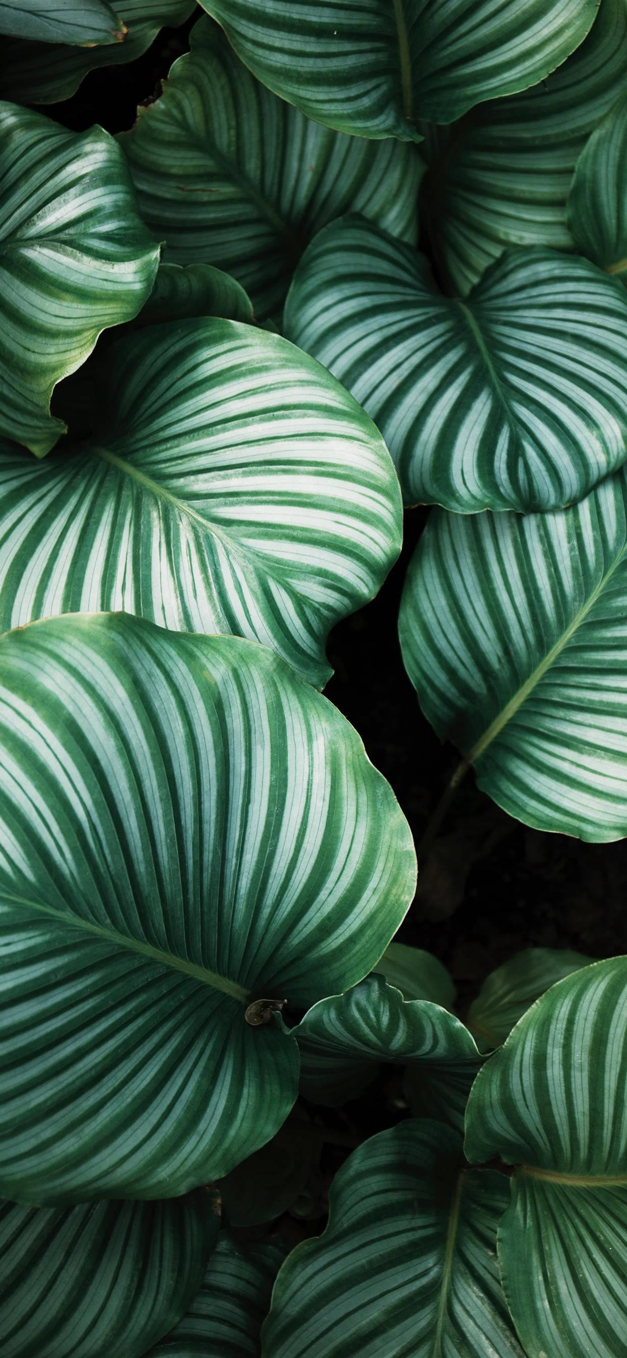 green leaves, lush green, bold white veins, 2K Phone Wallpaper