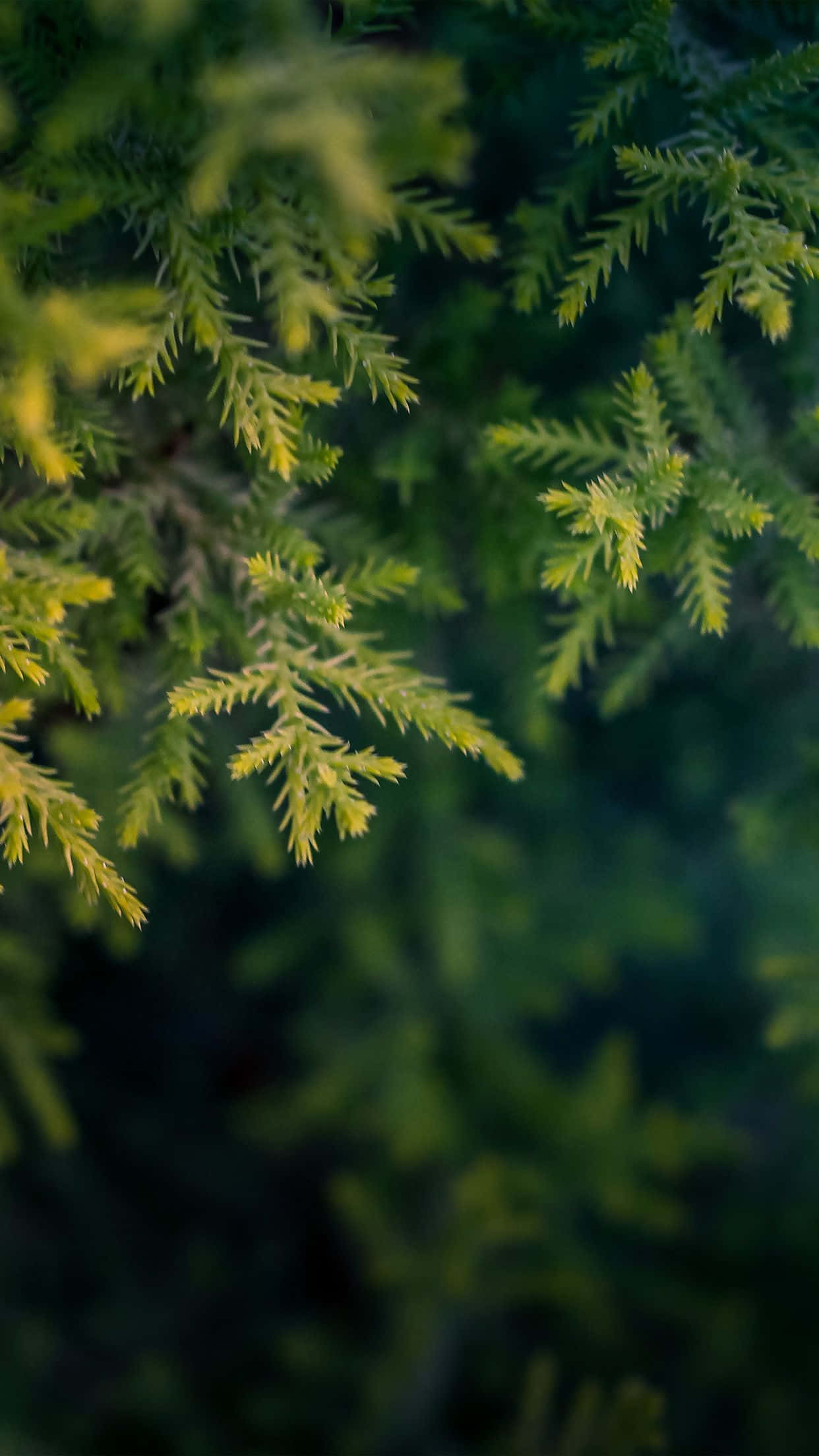 vibrant green pine needles, soft yellow highlights, blurred forest backdrop, Full HD Phone Wallpaper