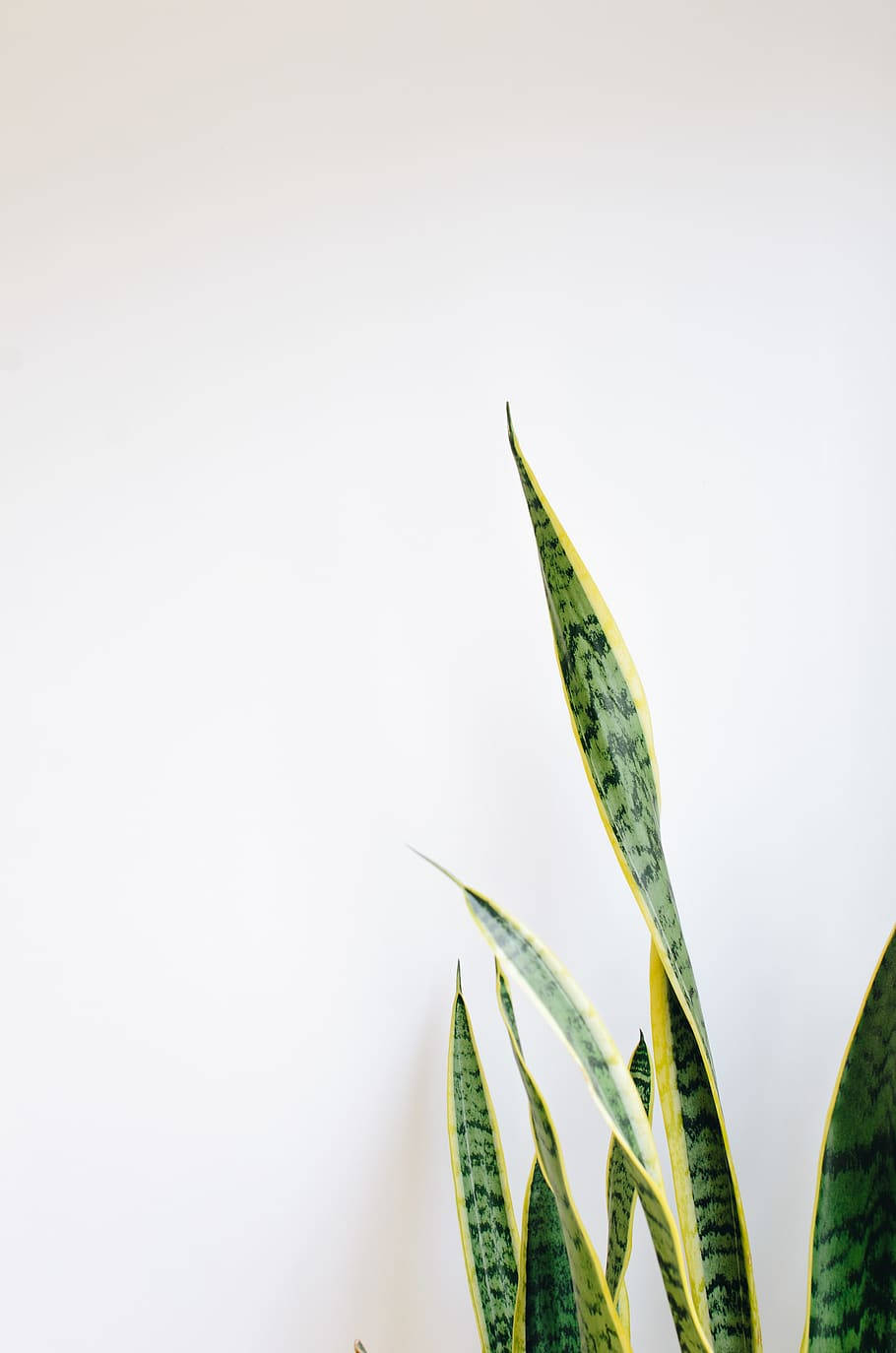 snake plant, green and yellow stripes, plain white wall, HD Phone Wallpaper