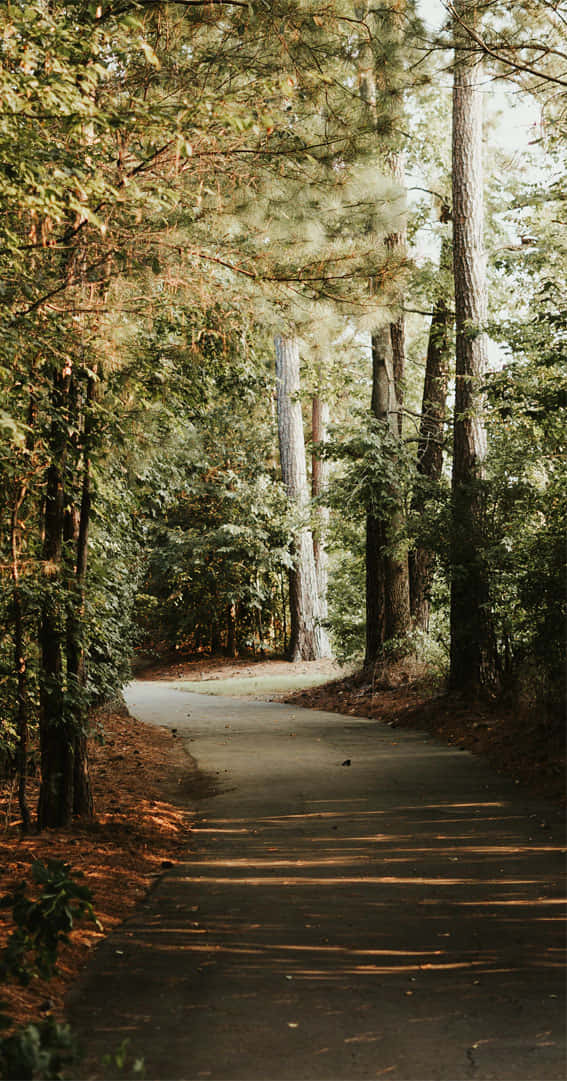 trees, paved path, dense forest, SD Phone Wallpaper
