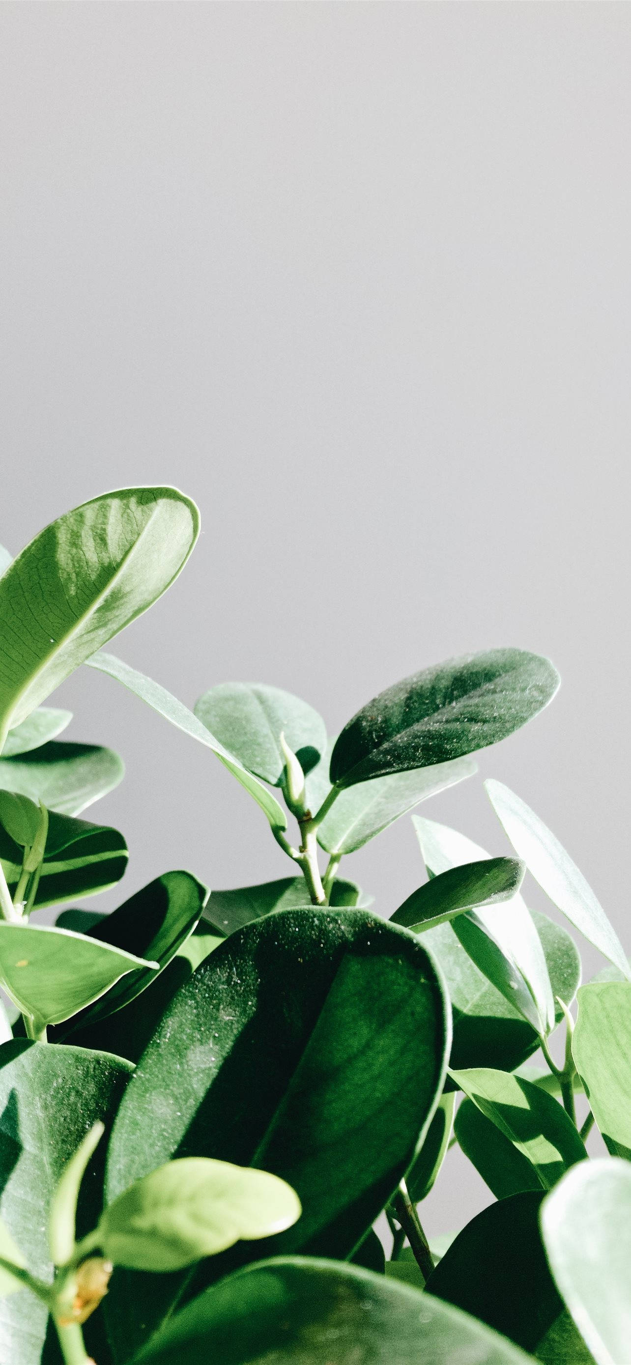 plant iPhone, lush green leaves, muted gray background, 2K Phone Wallpaper