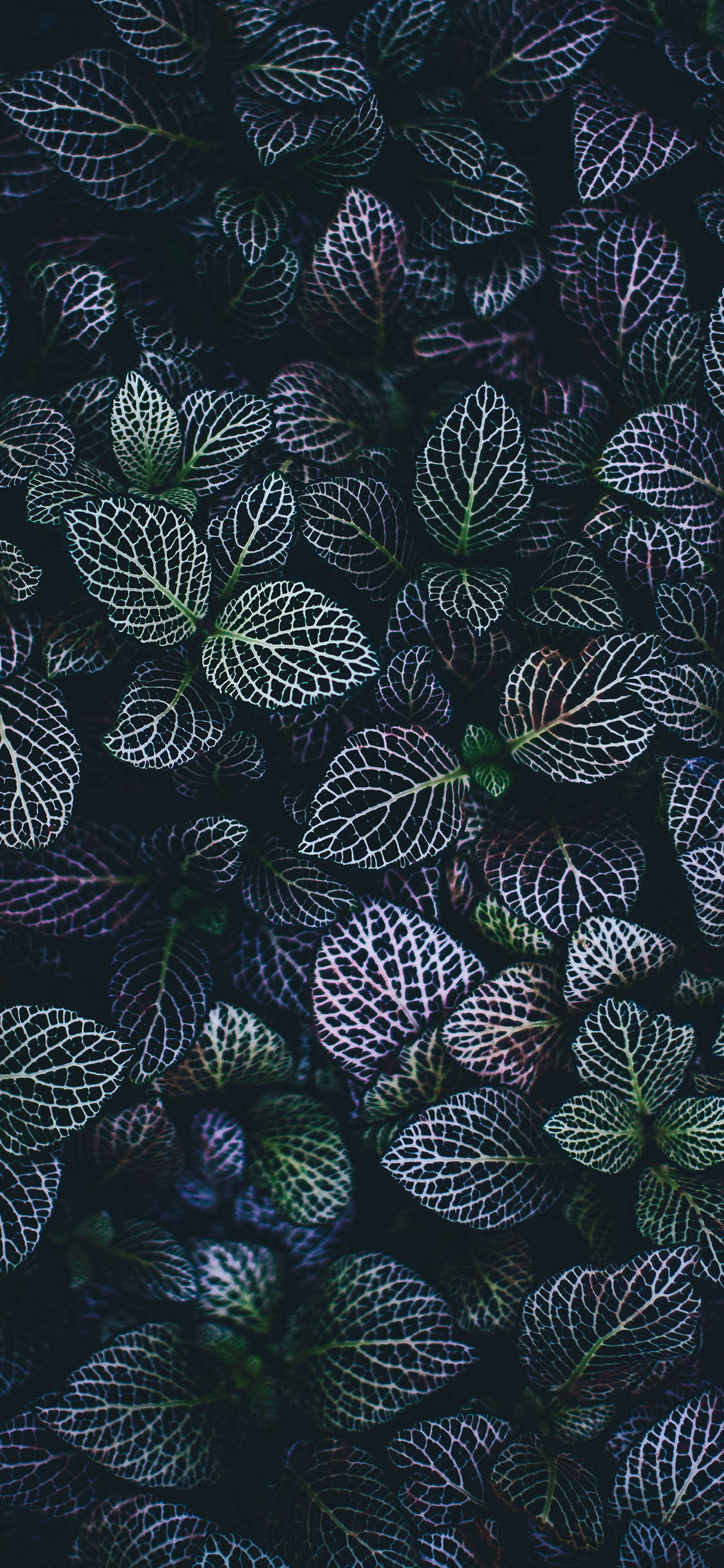 dark green plant, glowing white veins, black background, Full HD Phone Wallpaper