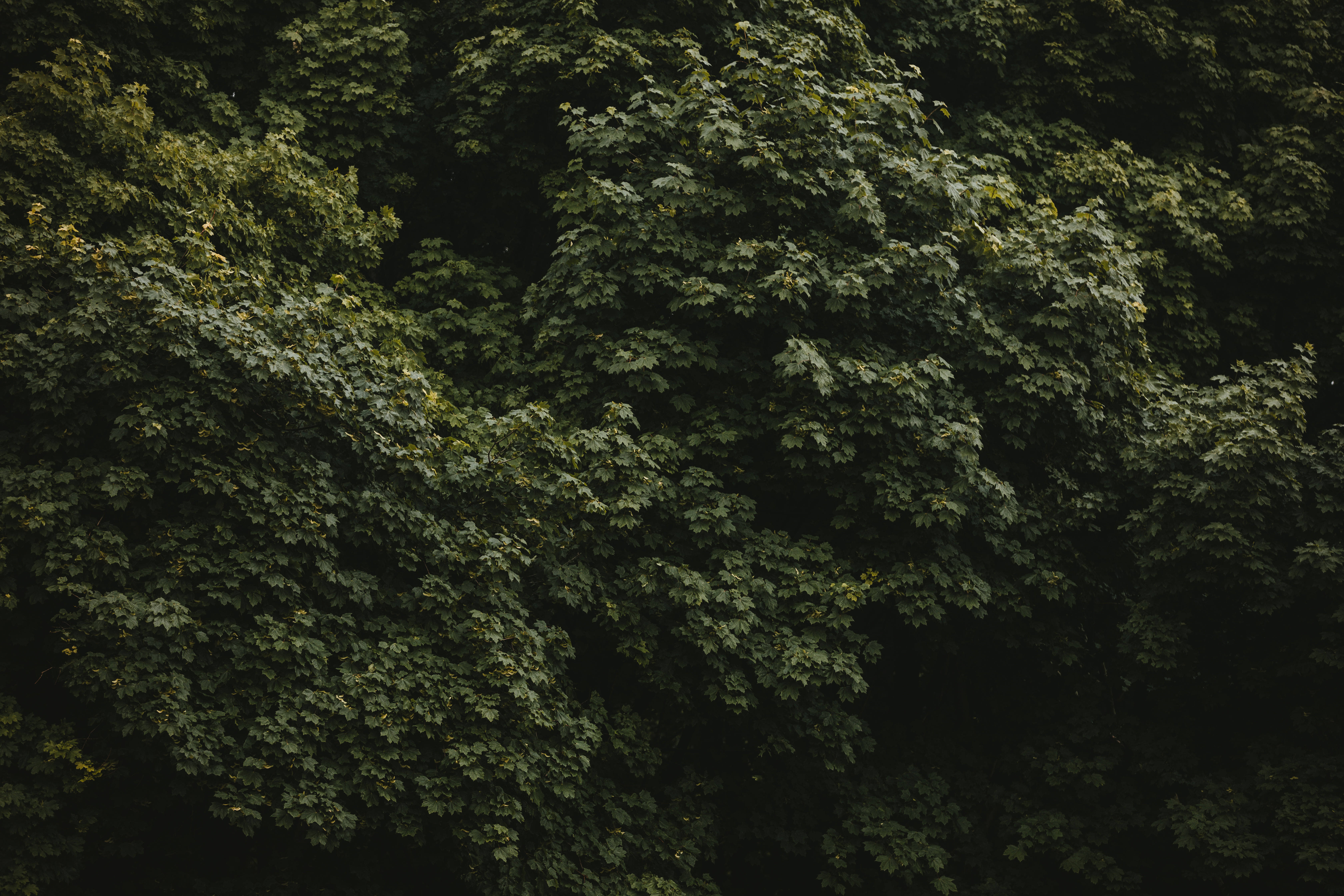 Green Nature Tree Wall, dark green maple leaves, dense canopy, 5K Desktop Wallpaper