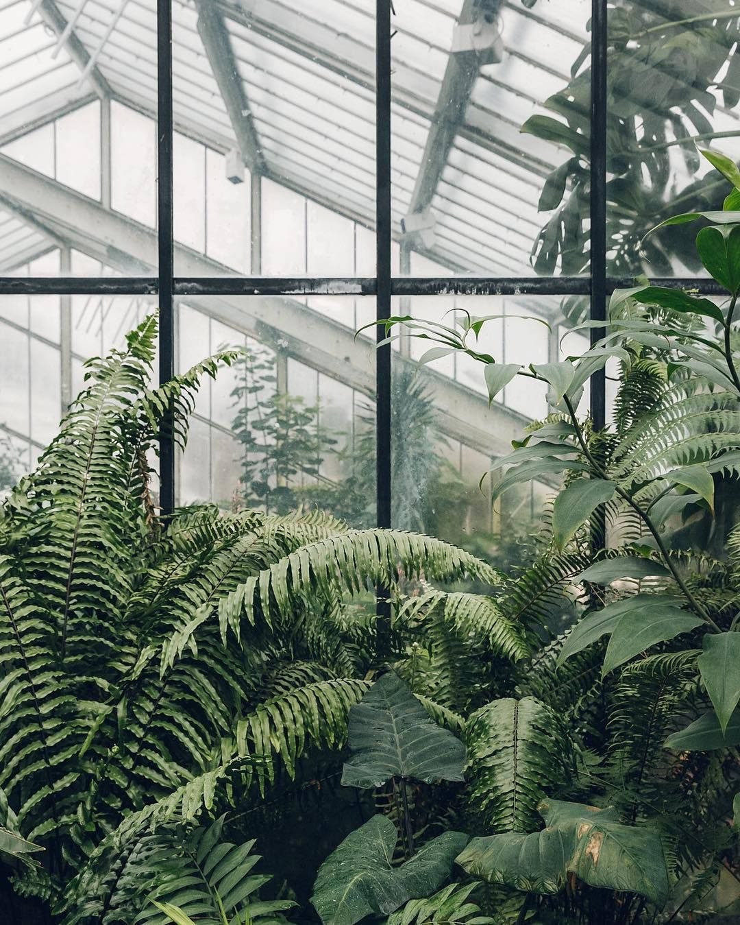 indoor gardening greenhouse, ferns, tropical plants, HD Phone Wallpaper