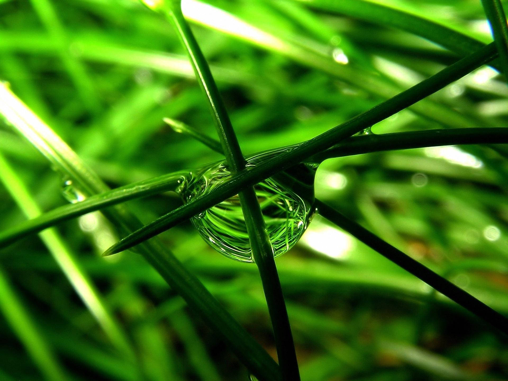 Green Nature, water droplet, vibrant green grass, Full HD Desktop Wallpaper