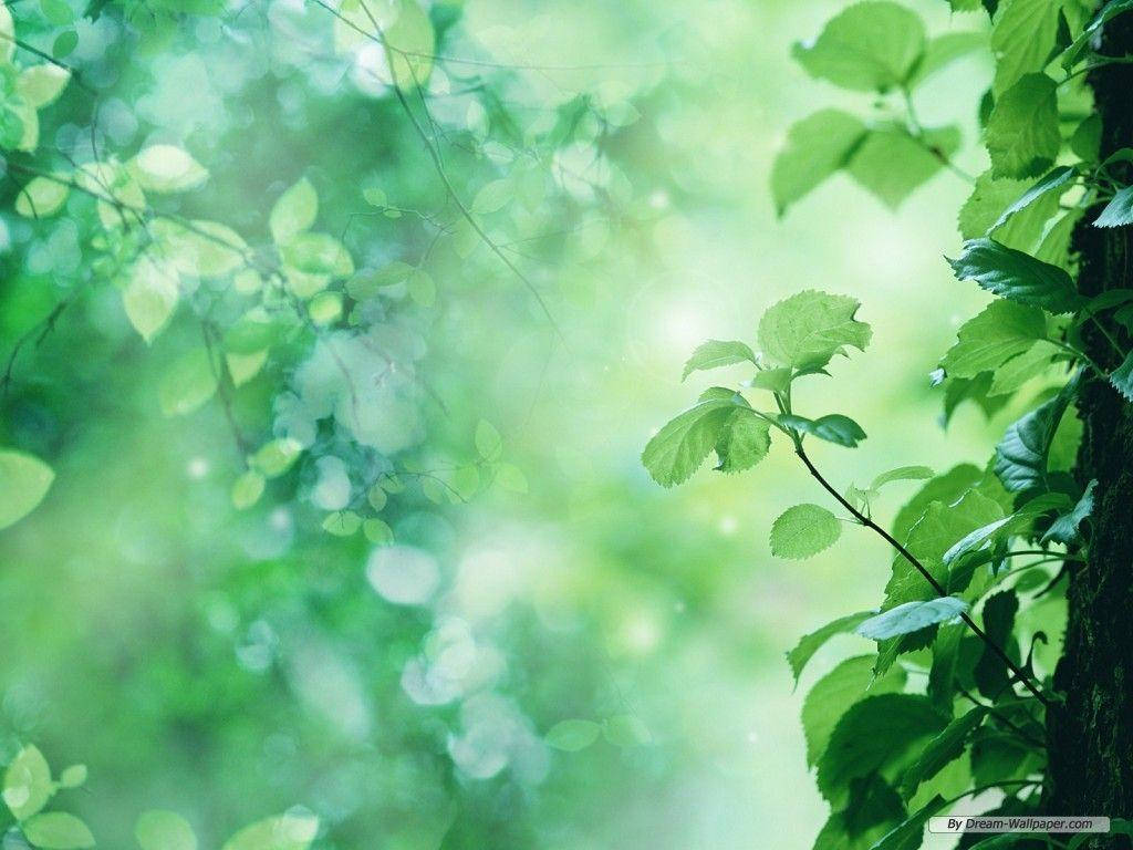 Resilient Green Nature Vine, lush green leaves, soft glowing bokeh effect, SD Desktop Wallpaper