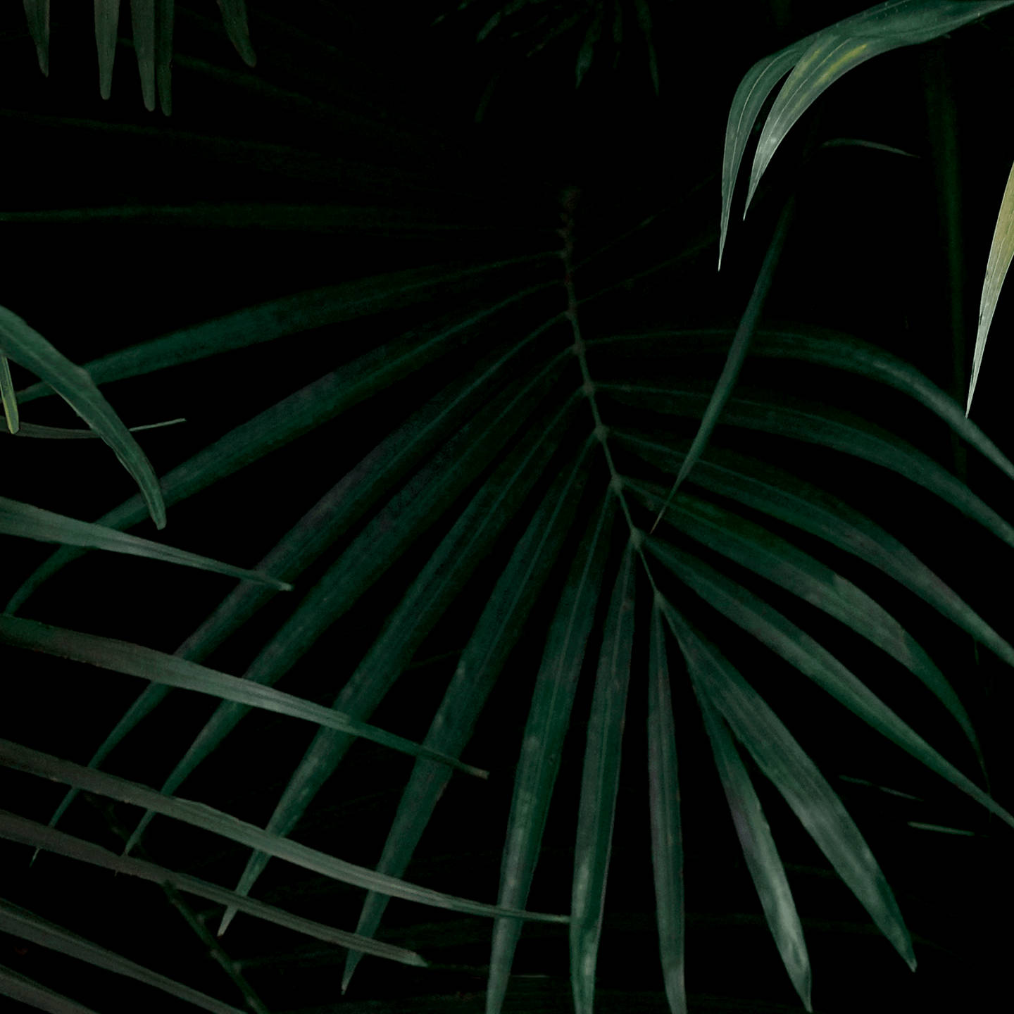 jungle palm leaves, dark aesthetic, dark green, HD Desktop Wallpaper