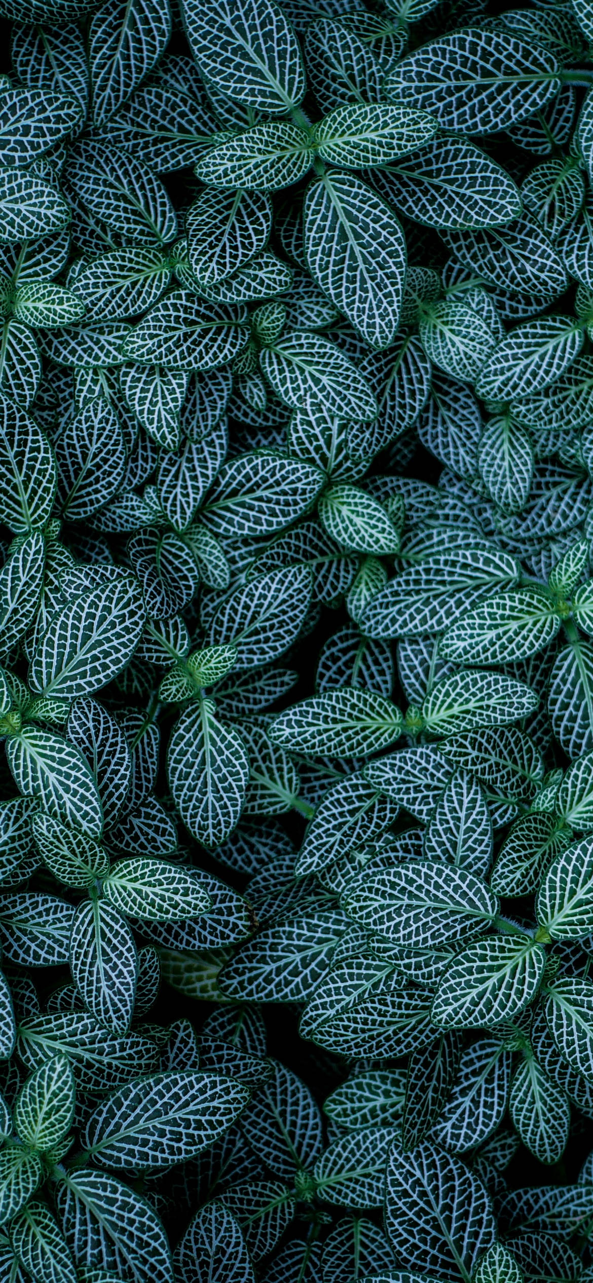 green leaves, white veining, dark background, Full HD Phone Wallpaper