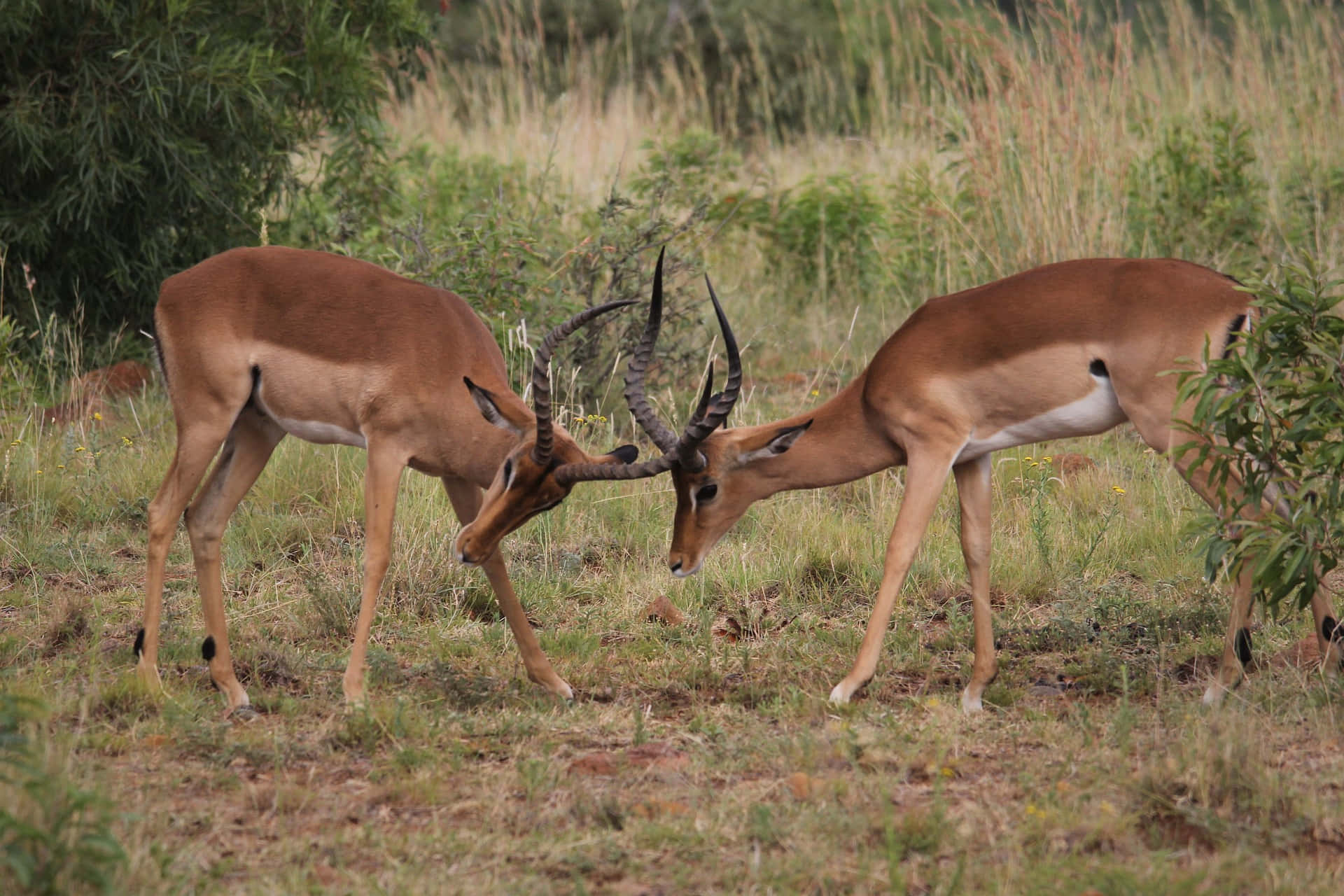 impalas, grassy savanna clearing, tall green brush, Full HD Desktop Wallpaper