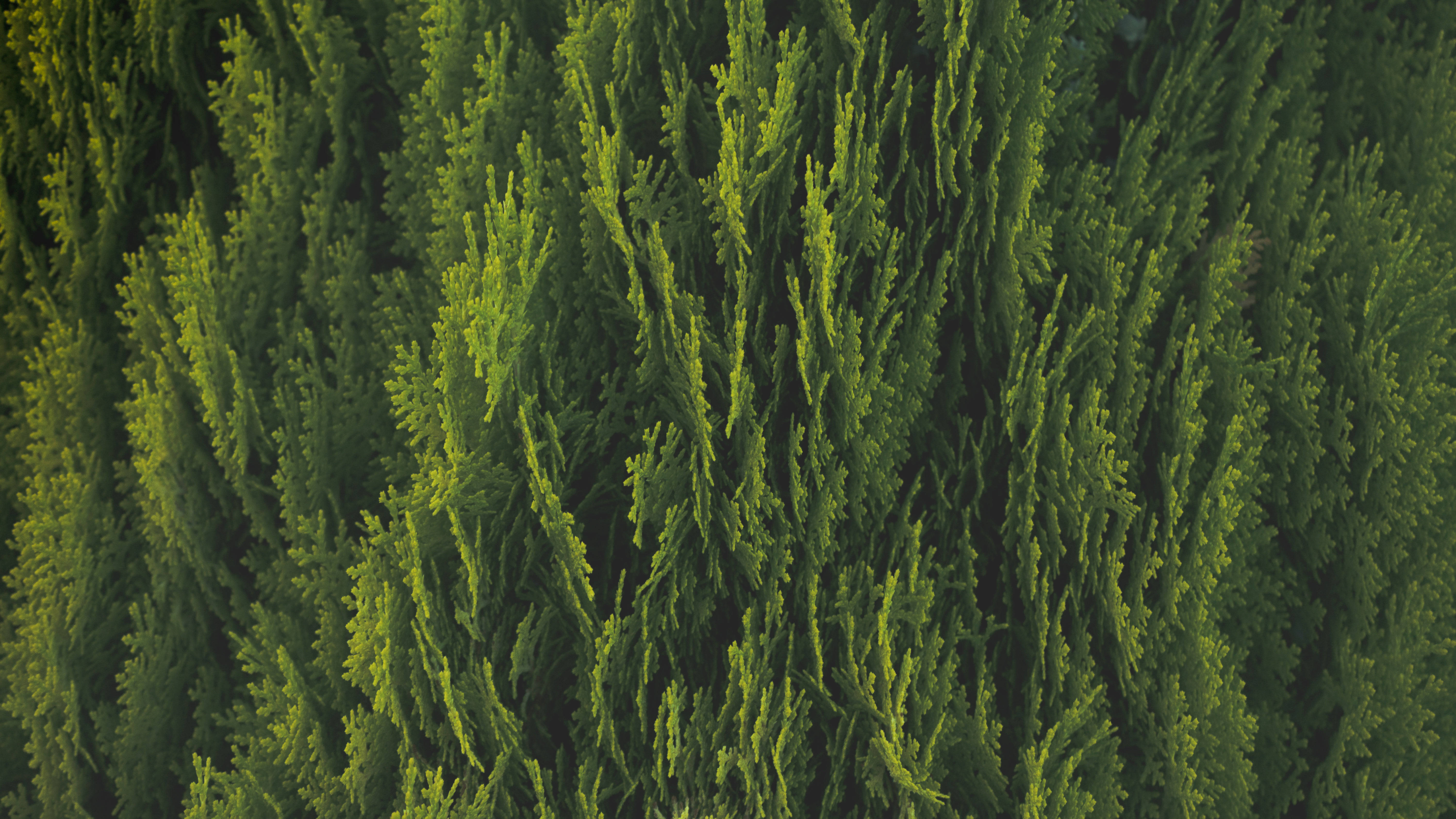 vibrant green, coniferous branches, textured needle-like foliage, 5K Desktop Wallpaper