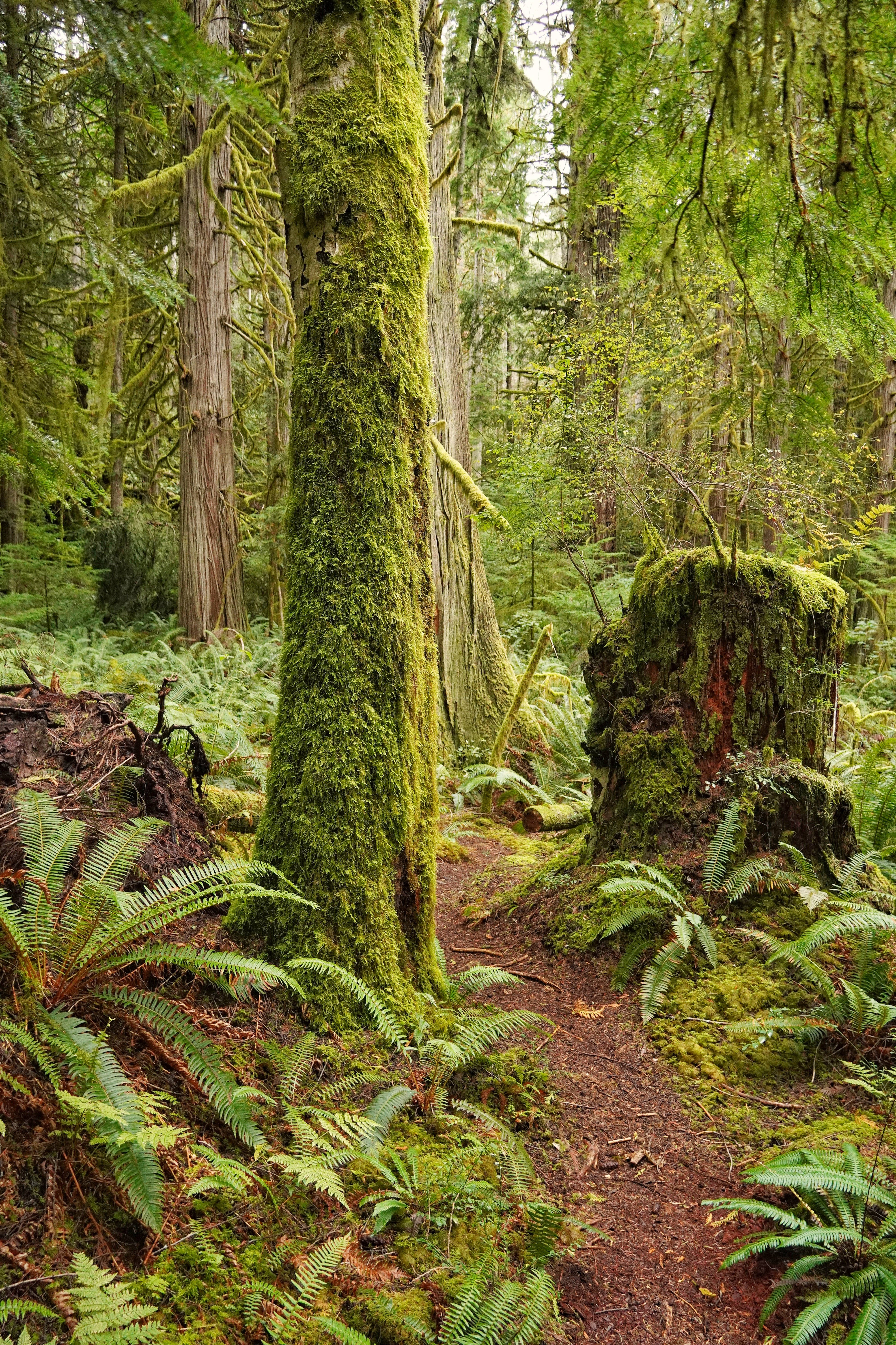 winding dirt path, lush moss-covered forest, towering trees, 5K Phone Wallpaper